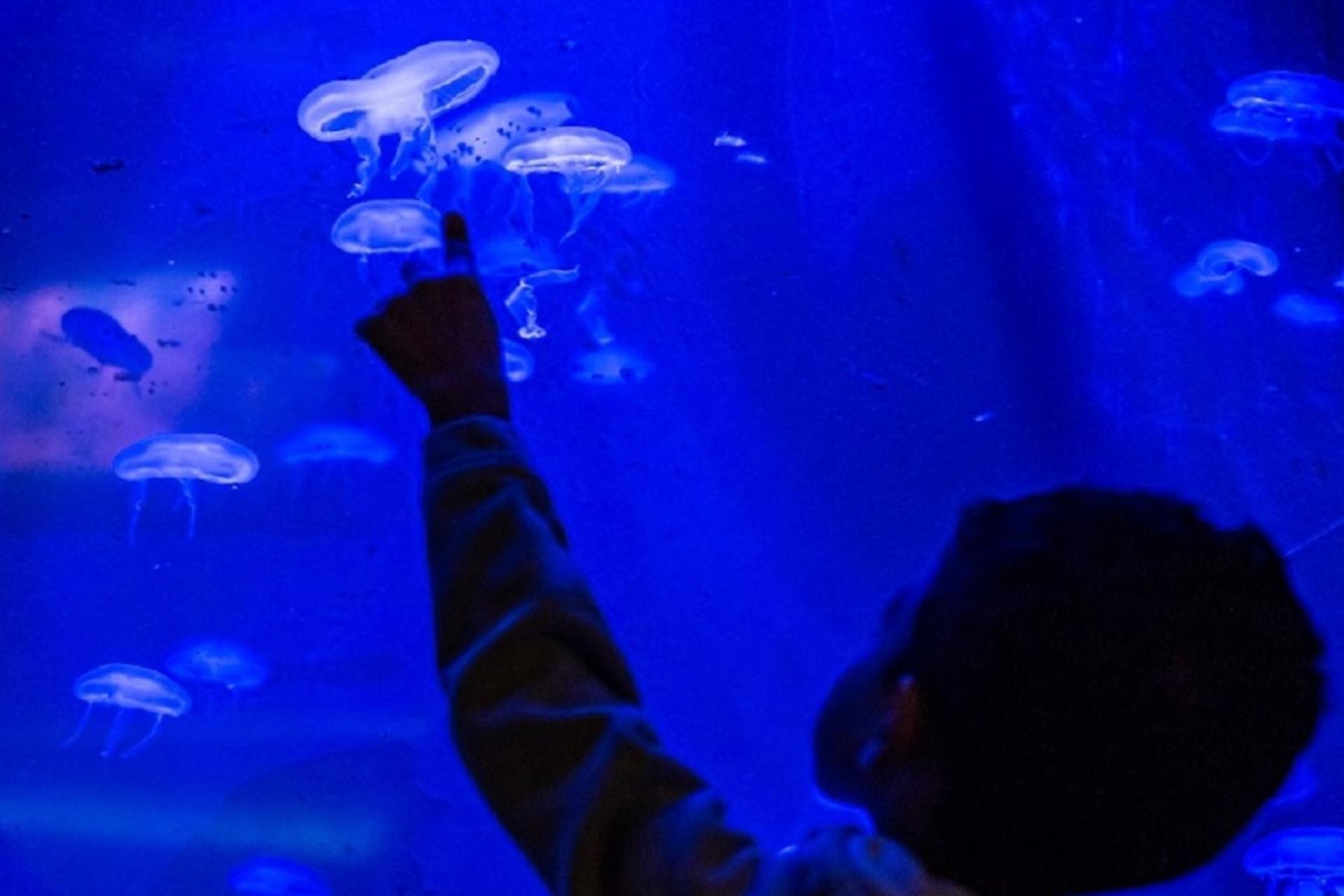 Seaquarium Admission - Thumbnail 4