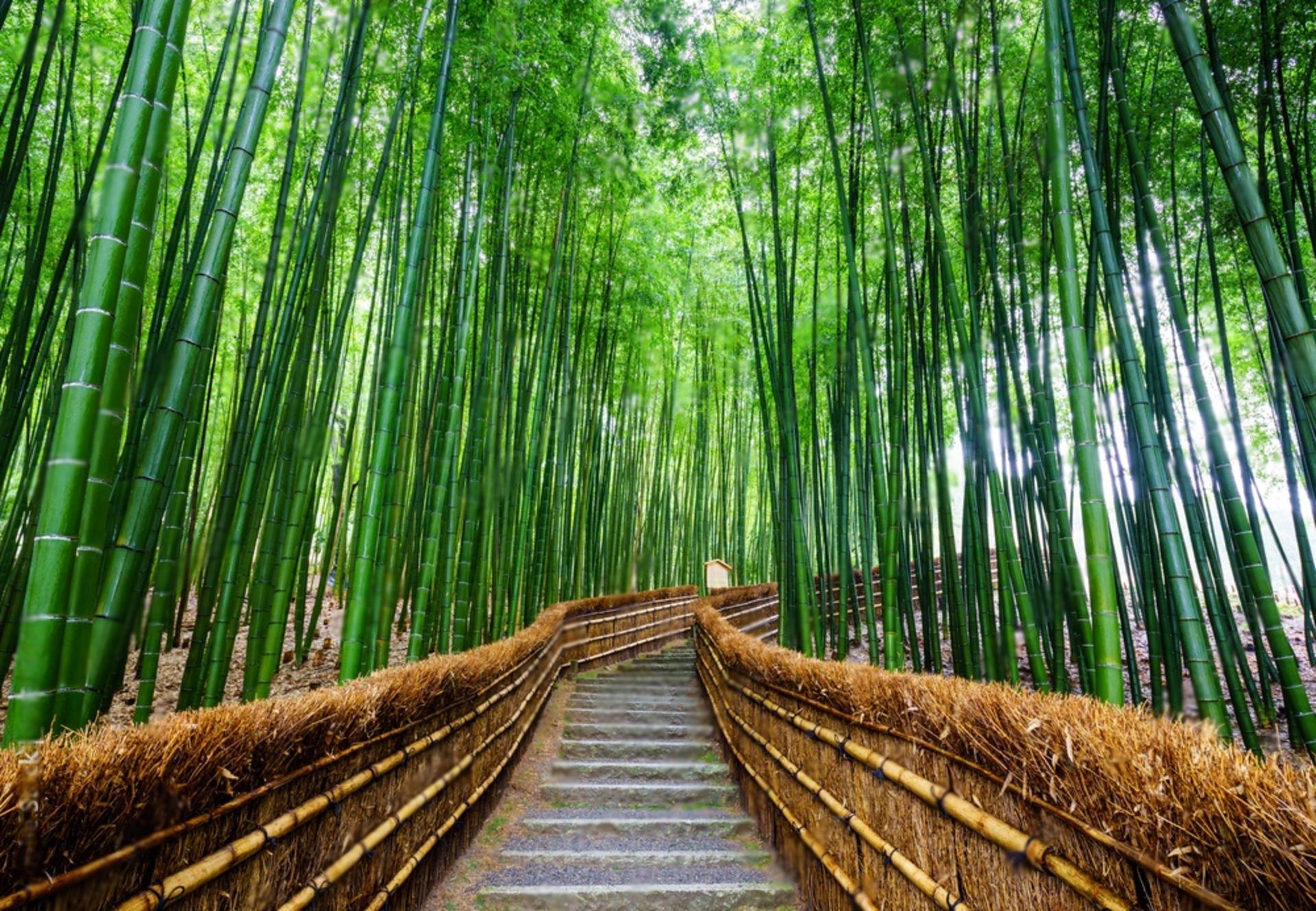 From Tokyo/Osaka/Kyoto Car Rental with Driver For 10 Hours - Thumbnail 10