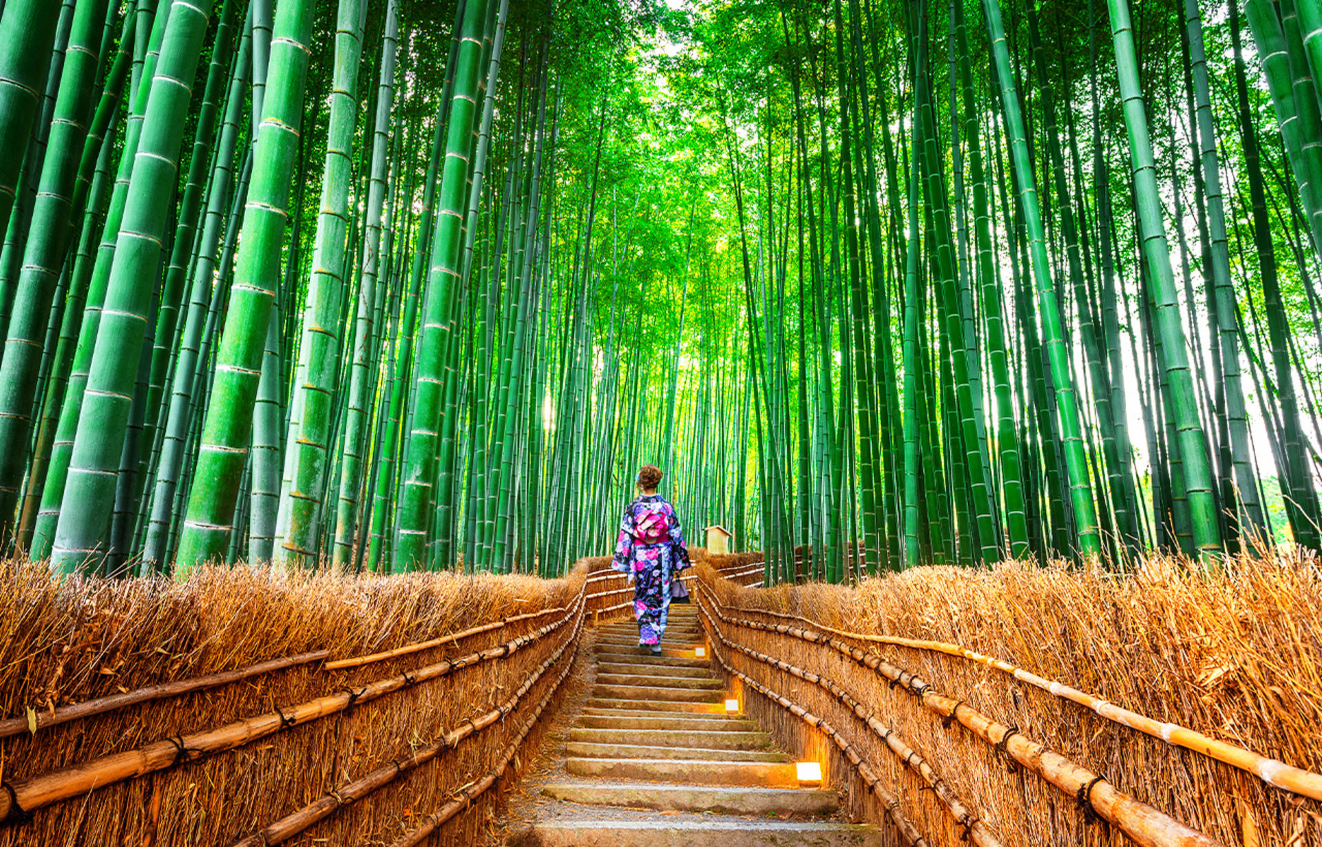 Kinkaku-ji Temple & Arashiyama Night Train Illuminations Autumn Foliage Viewing Day Tour - Thumbnail 9