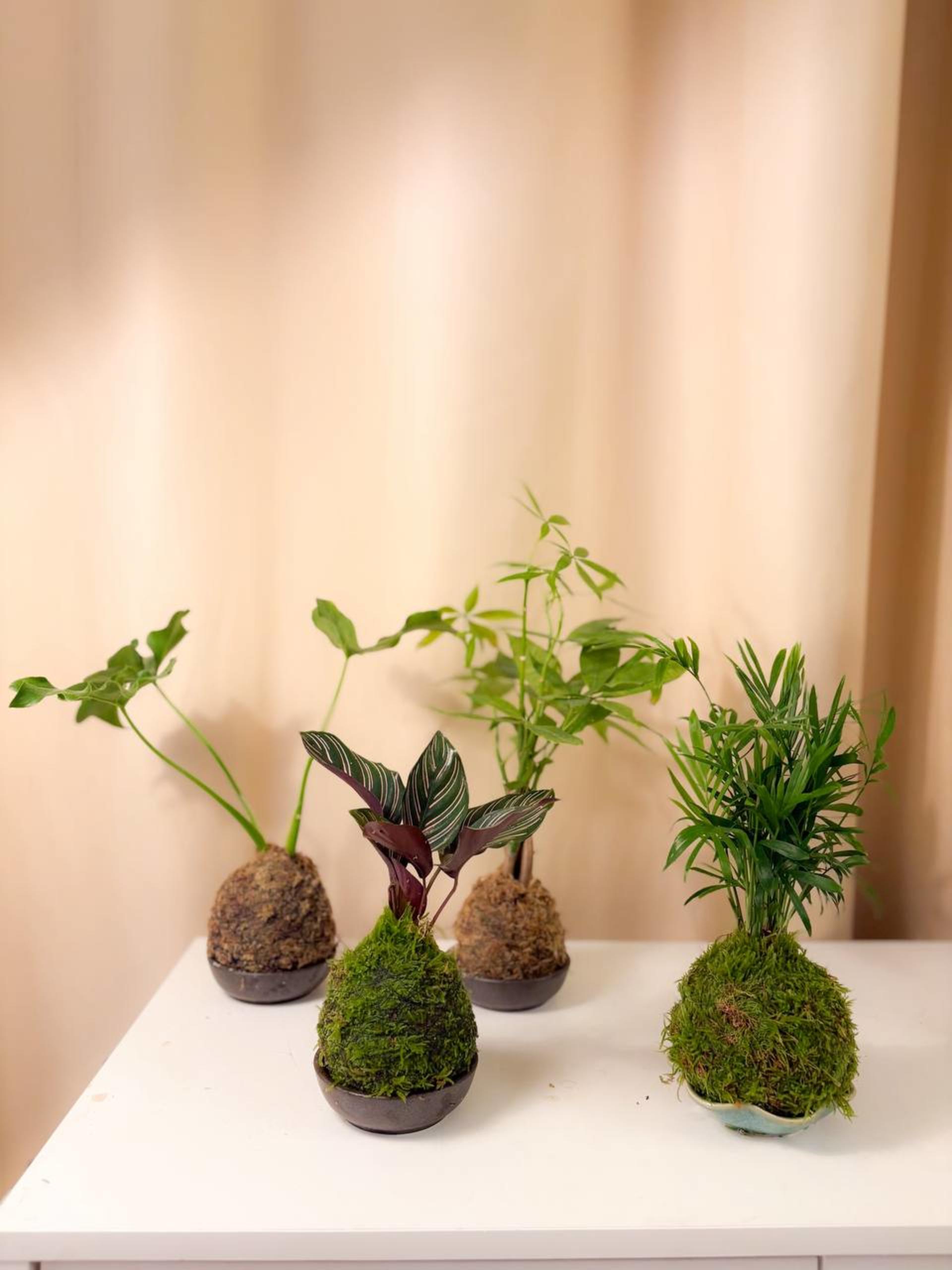 Kokedama Workshop - Thumbnail 29