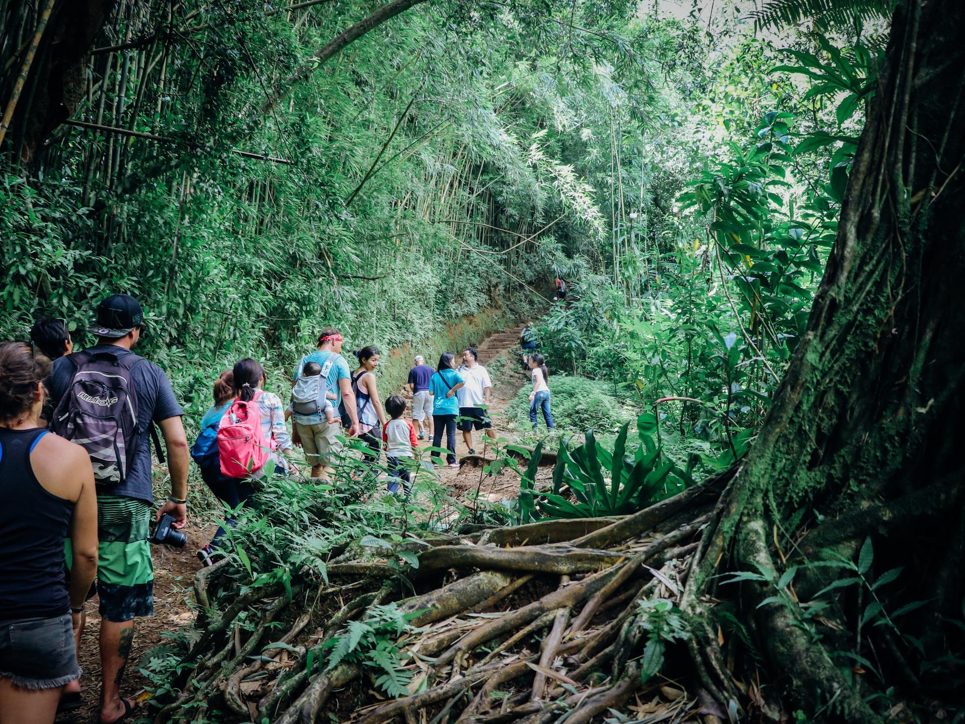 Manoa Falls Hiking Tour in Oahu - Thumbnail 2