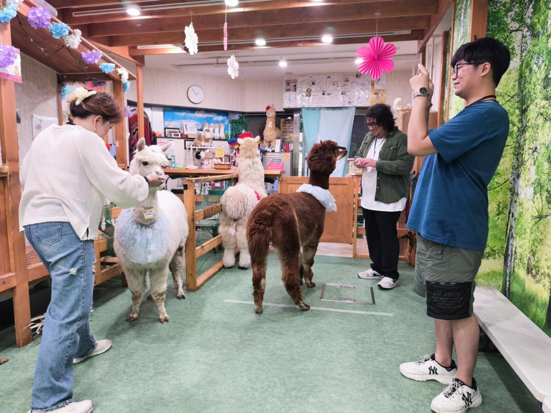 Alpaca Petting Experience in Tokyo【Alpaca Petting Park】 - Thumbnail 4