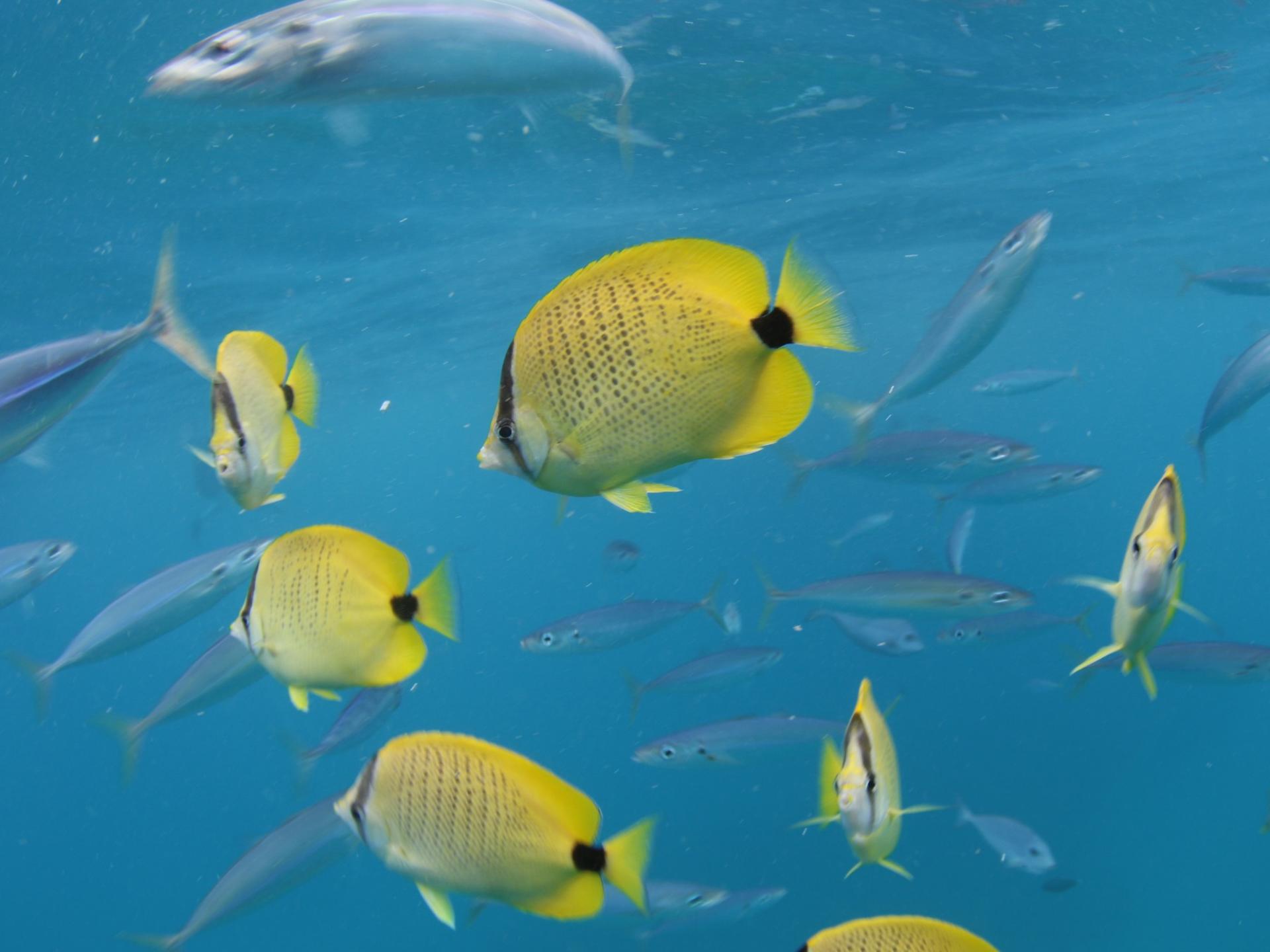 Luxury Sunset Snorkel Cruise with Dolphin Watch in Ko Olina - Thumbnail 22