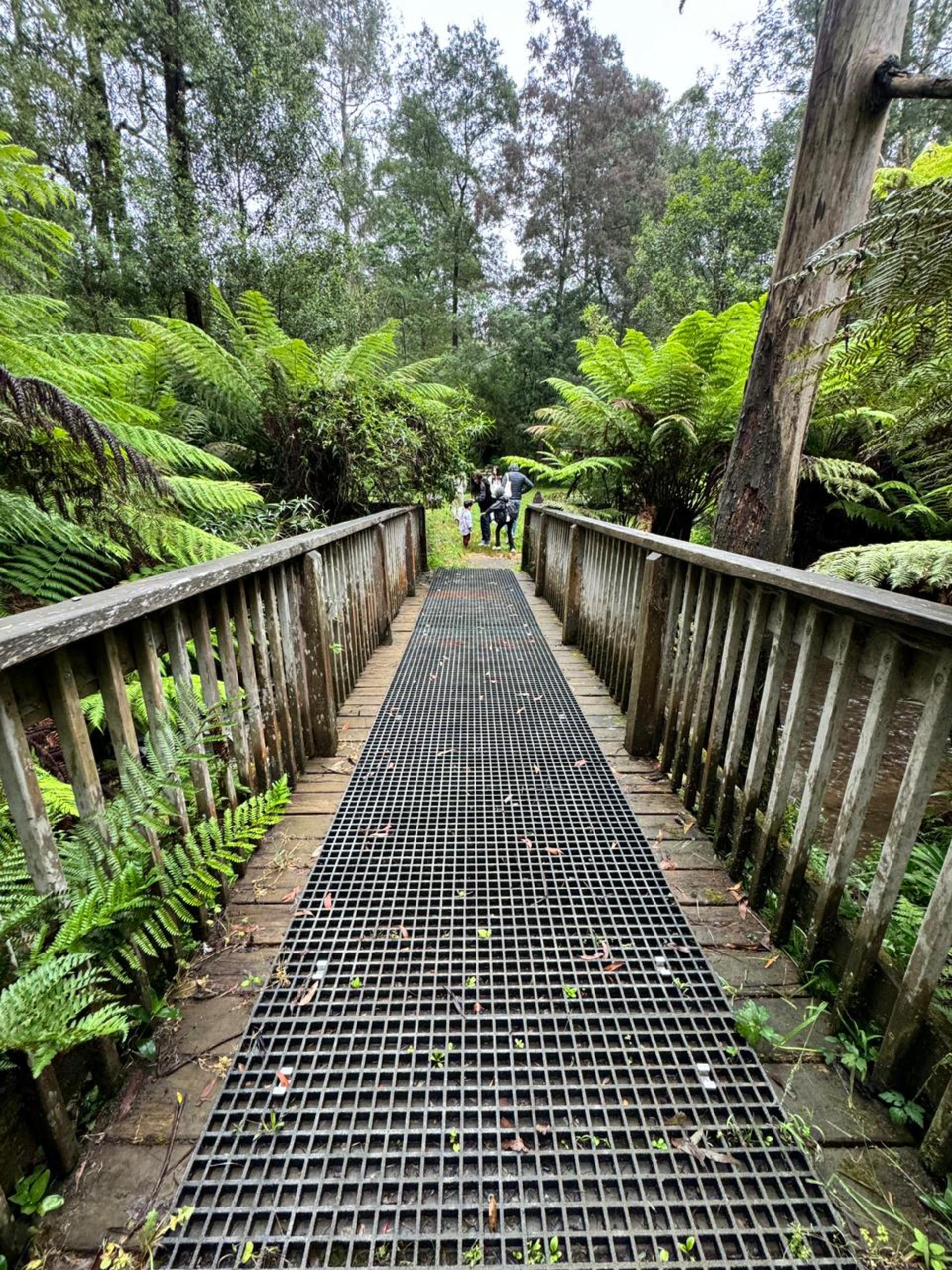 Melbourne Puffing Billy & Healesville Sanctuary Private Tour - Thumbnail 24