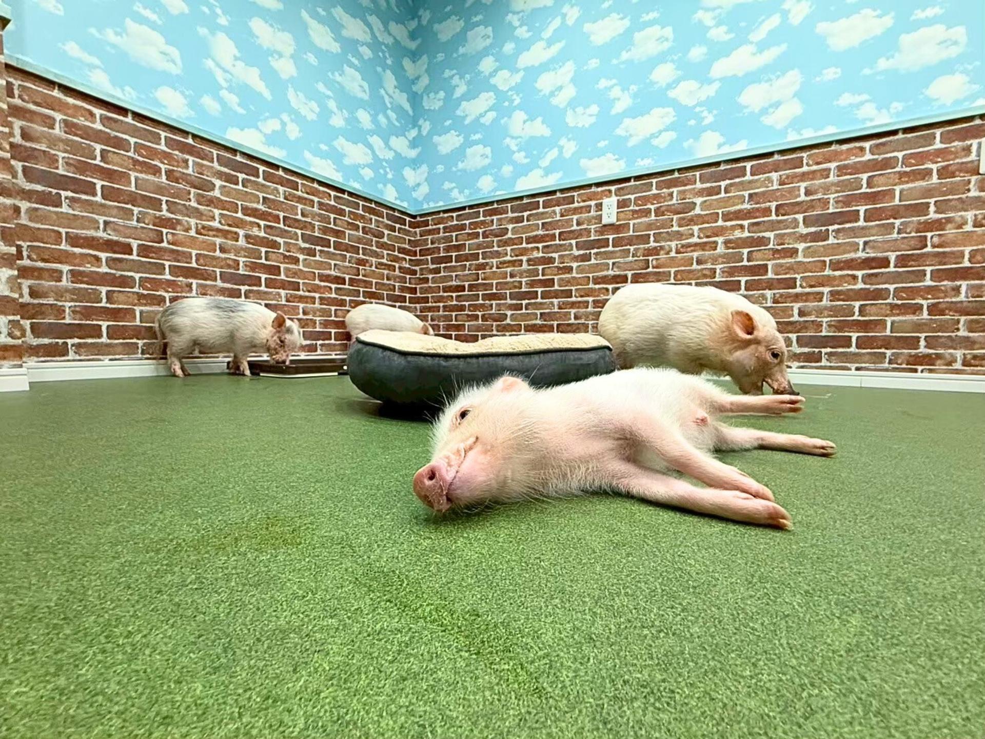 Micro Pig Cafe Experience in Osaka – Meet & Play at Buta Goya - Image 1