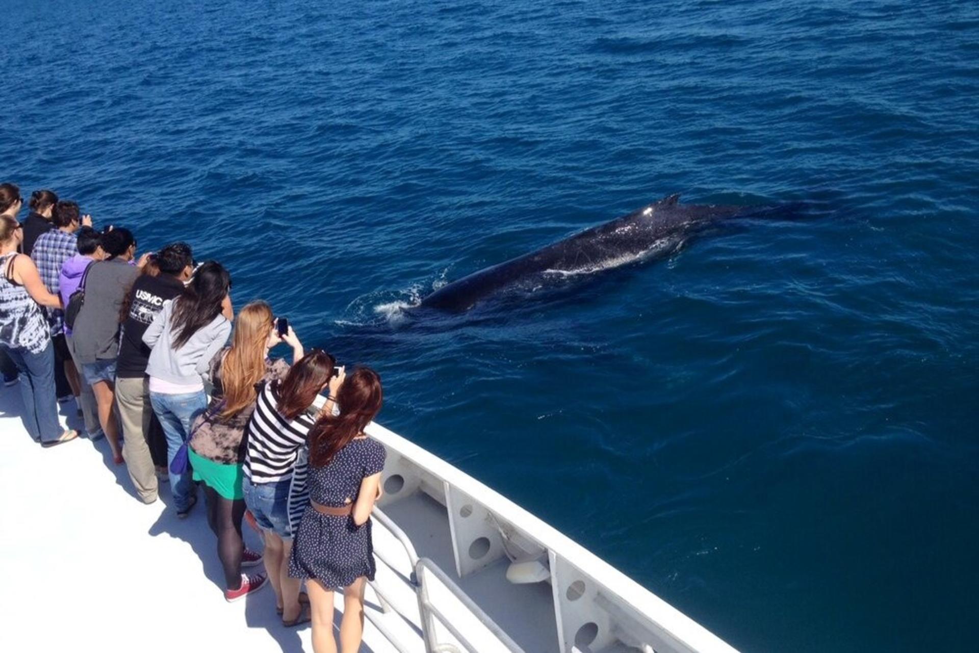 Whale Watching Tours from Perth & Margaret River - Thumbnail 9