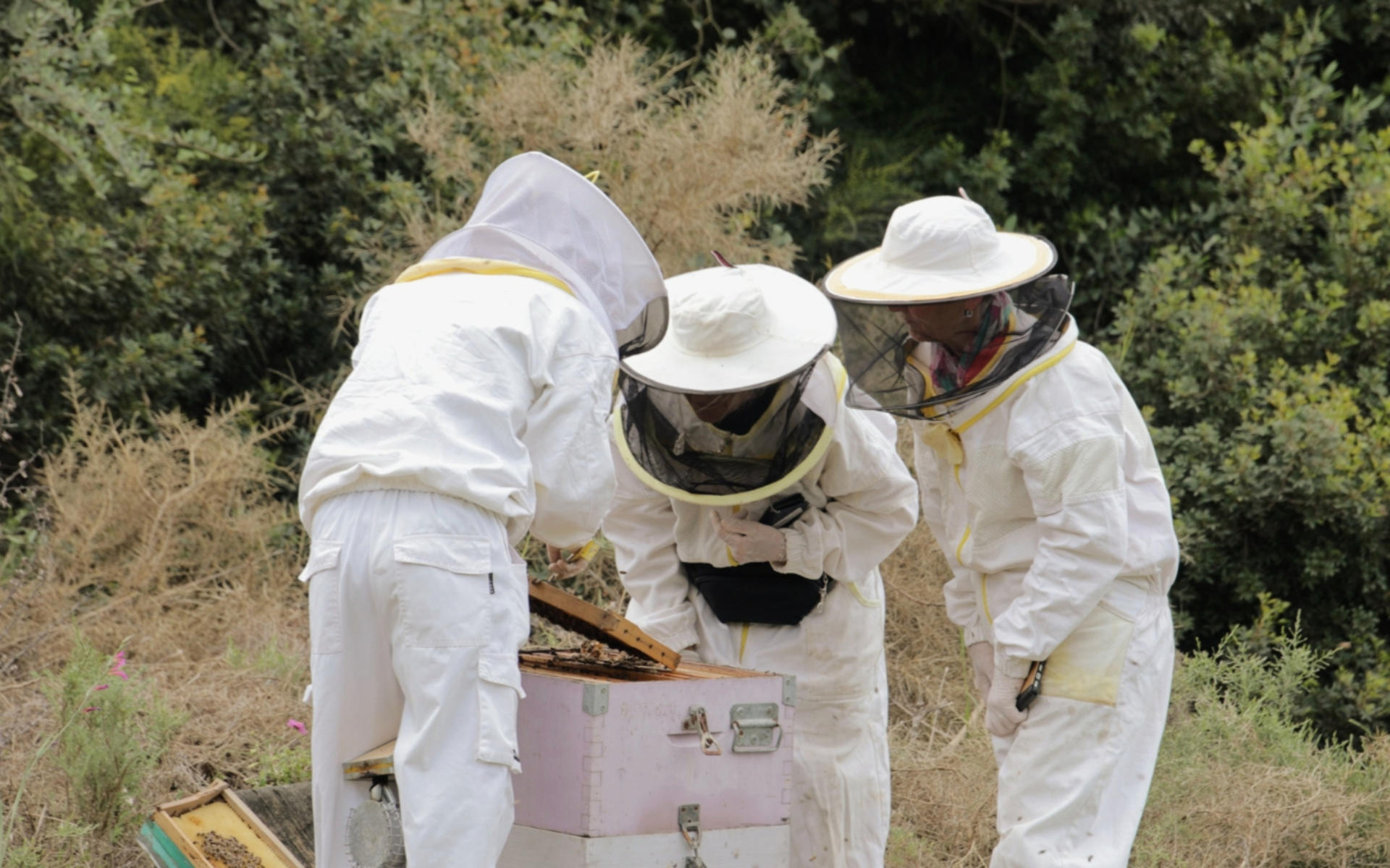 Beekeeping Experience and Honey Tasting in Kalamata - Thumbnail 6