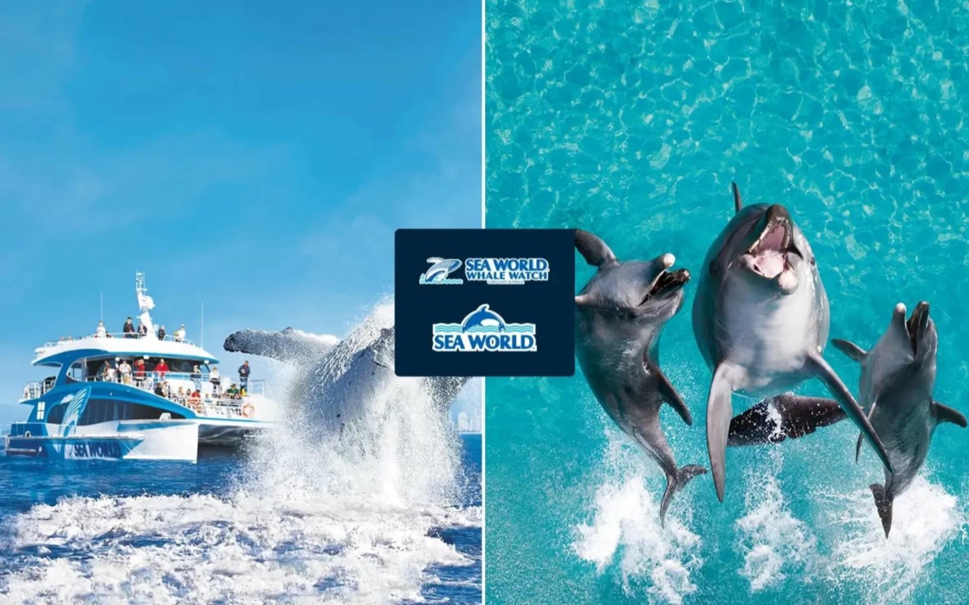 Sea World Whale Watching Experience with Sea World Ticket - Image 1