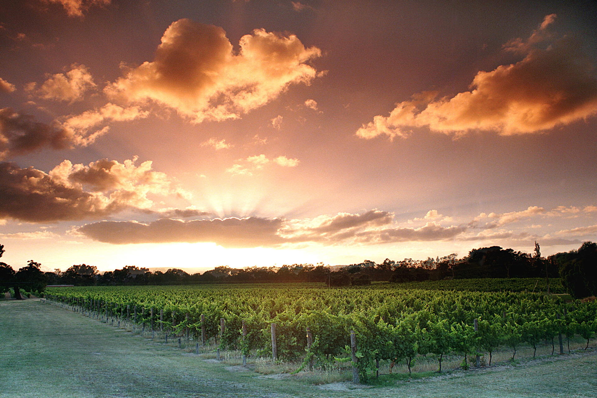 Swan Valley Wineries Public Coach Day Tour - Thumbnail 4