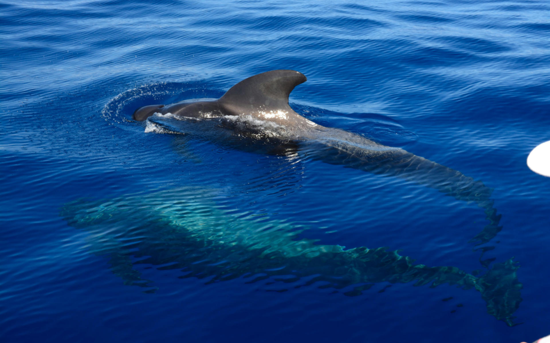 Whale and dolphin watching and listening experience in Costa Adeje - Thumbnail 4