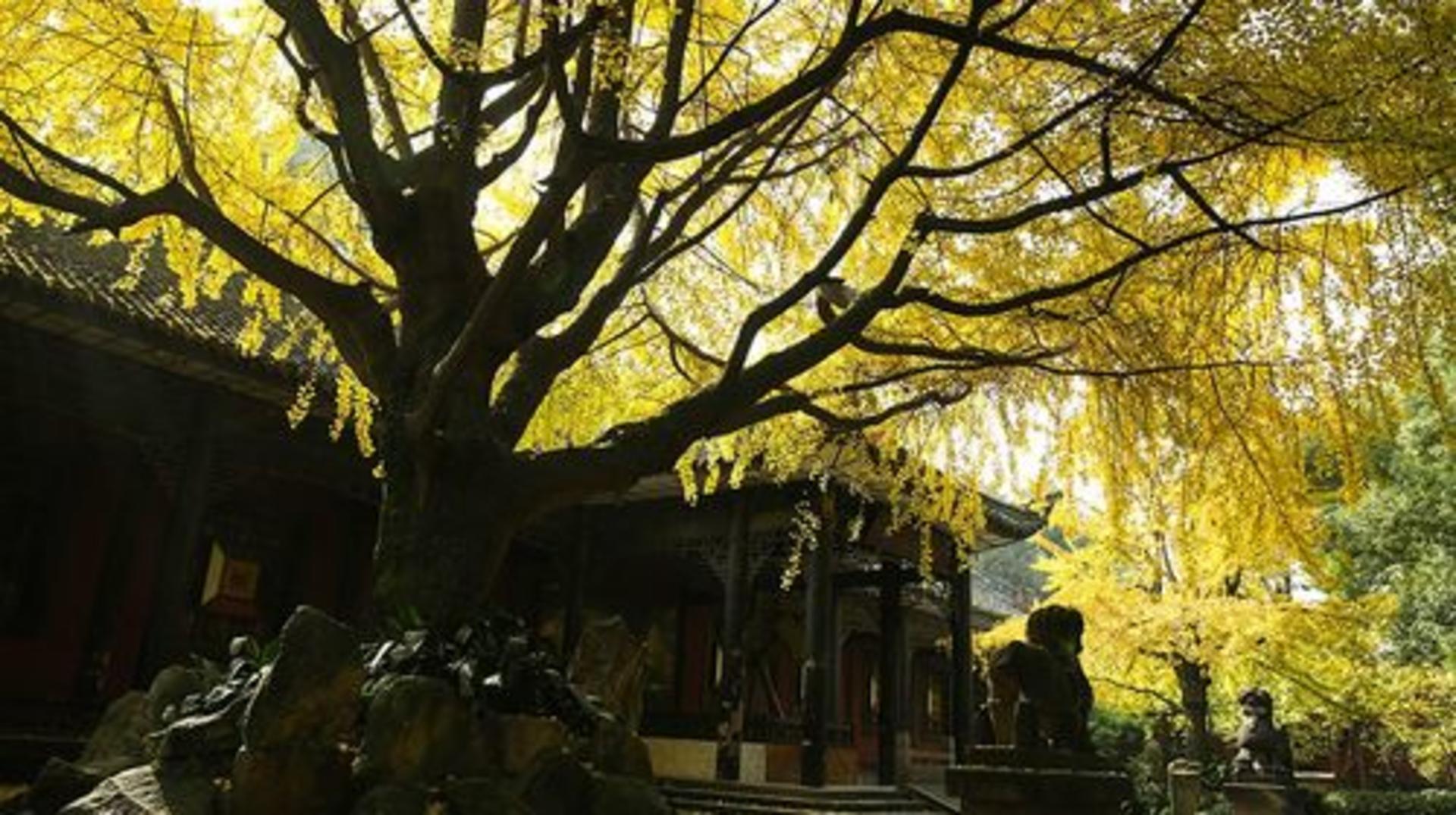 Wuhou Temple - Thumbnail 4