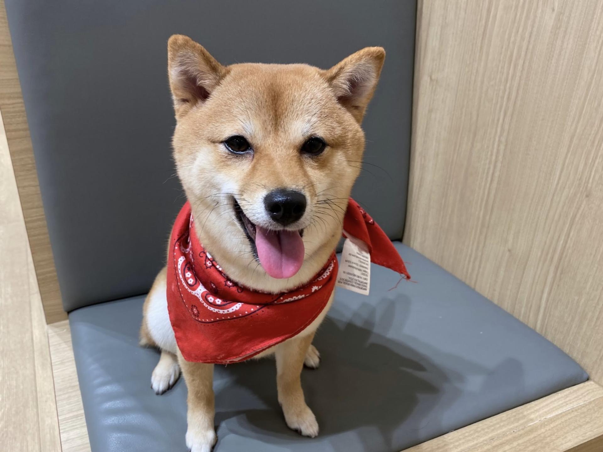 Play with Dogs at Dog Cafe Rio Asakusa [Dog Cafe Rio Asakusa] - Thumbnail 7