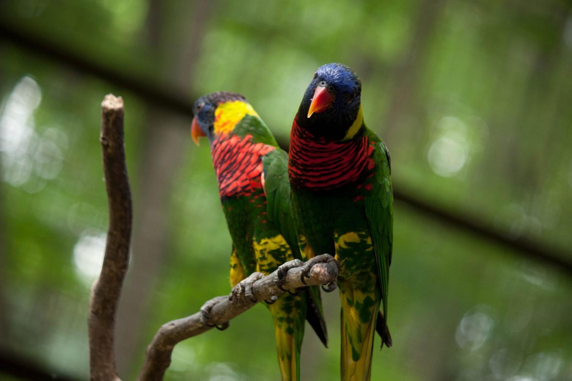 KL Bird Park, Butterfly Park and Garden Tour with Scenic Buggy Ride - Thumbnail 4