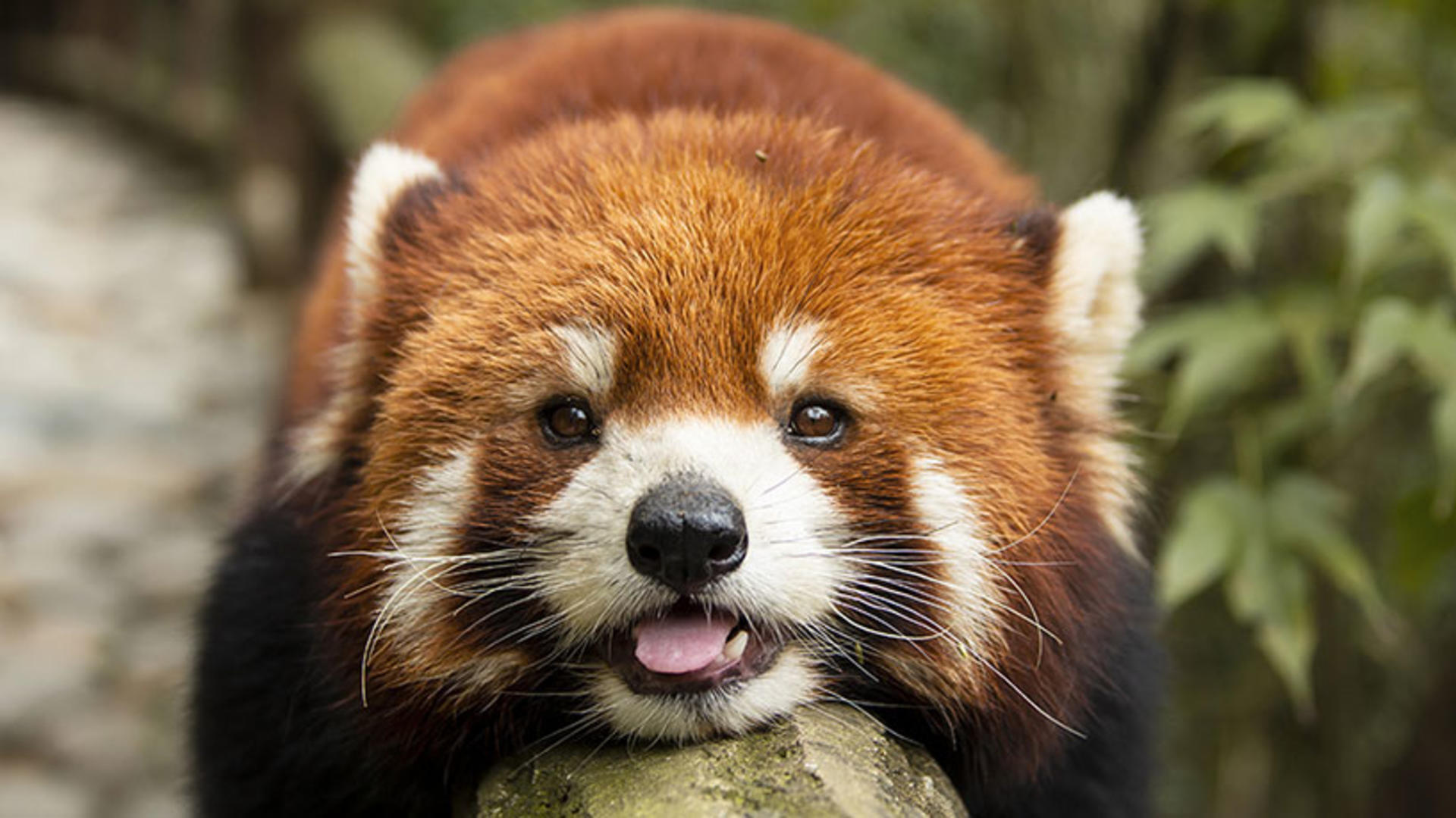 Chengdu Dujiangyan & Panda Valley Day Experience - Image 1