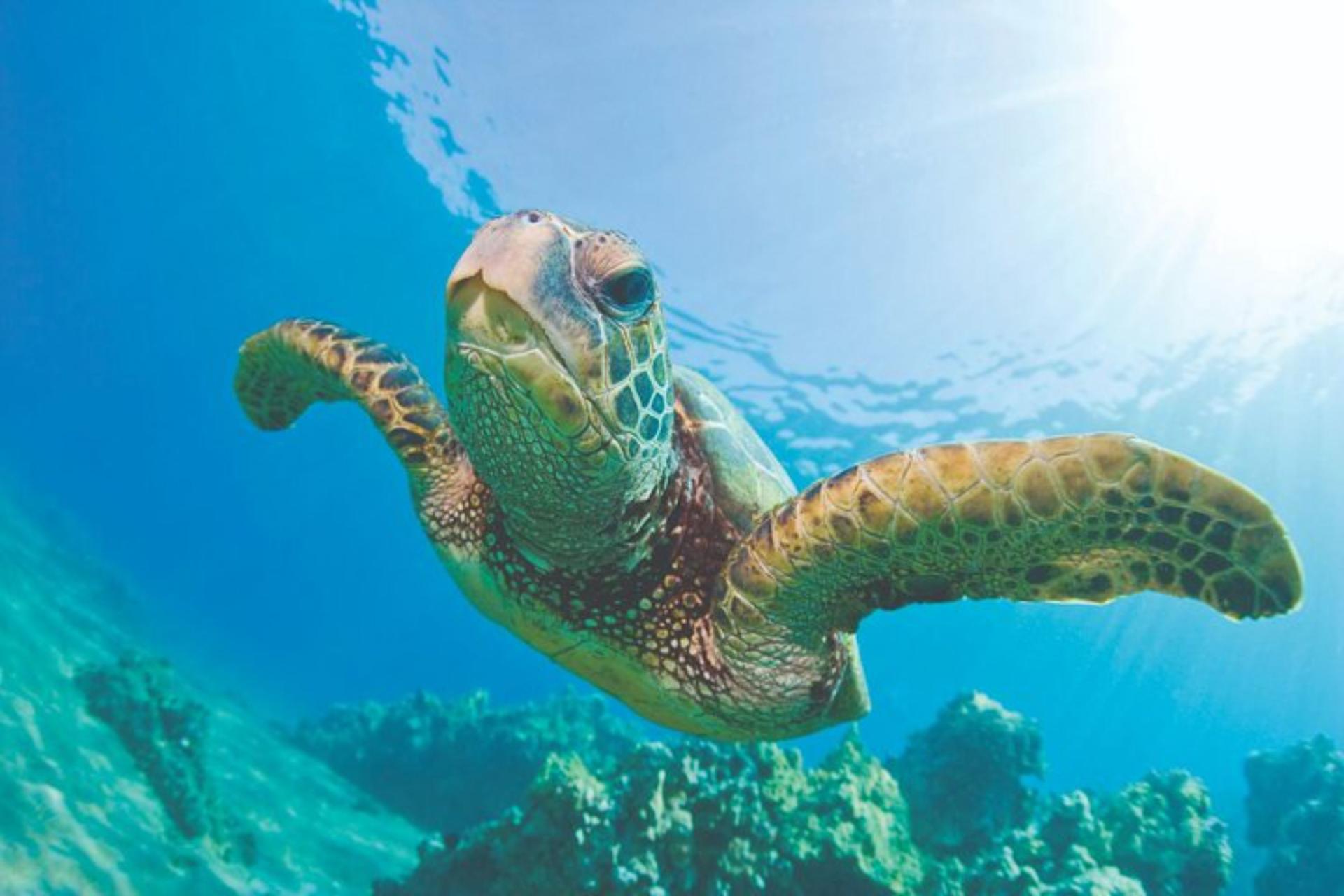Turtle Reef Snorkeling and Sailing Experience from Port Waikiki - Thumbnail 2