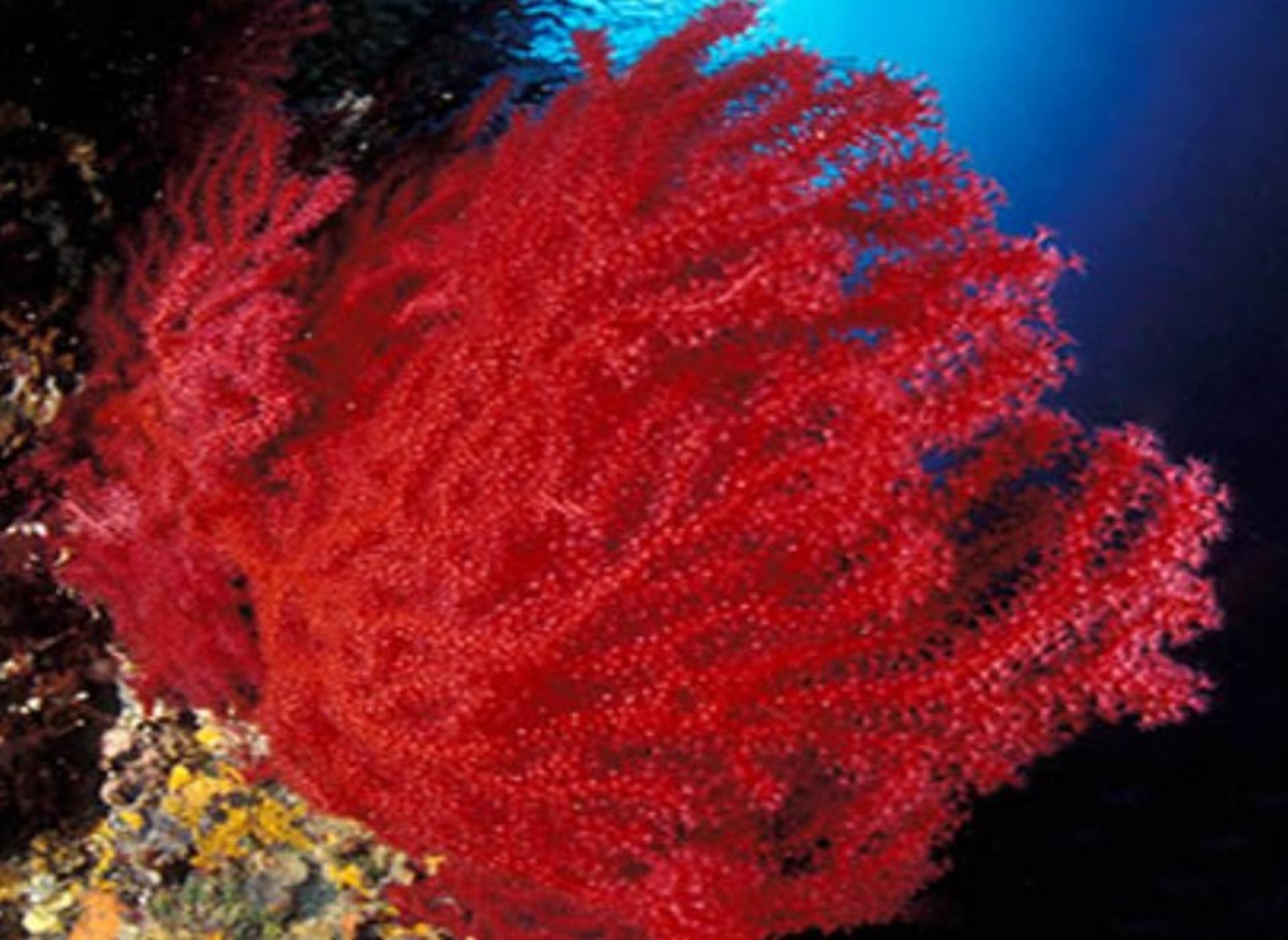 Adventure Below: Advanced Diver in Villasimius with PADI 5* Center - Thumbnail 4