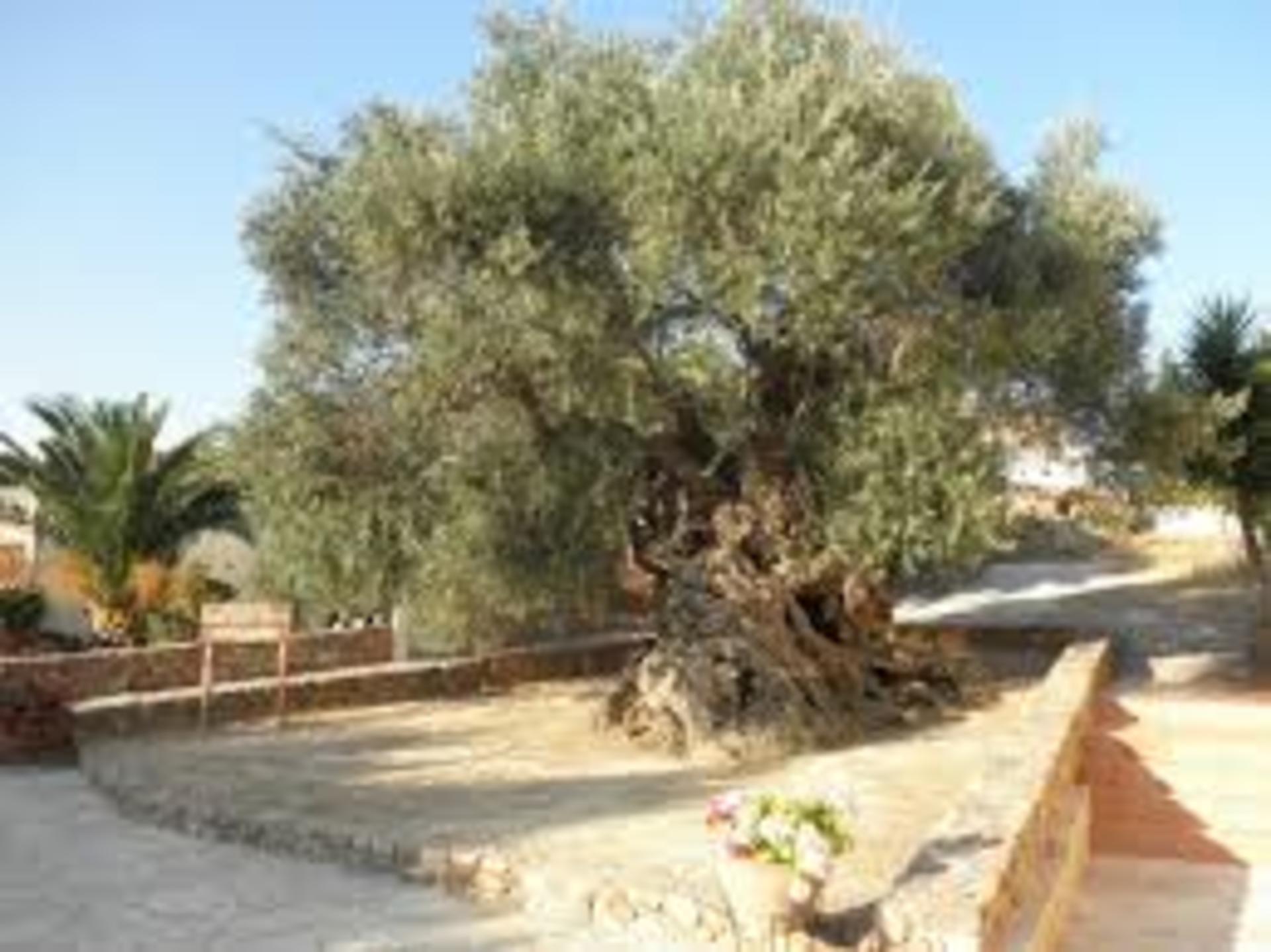 Crete Semi-Private Full-Day Safari Tour with Wine Tasting - Thumbnail 5