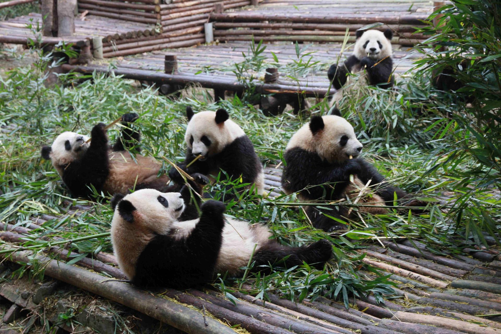 Chengdu Panda Base & Leshan Giant Buddha Day Tour with Guide - Image 1