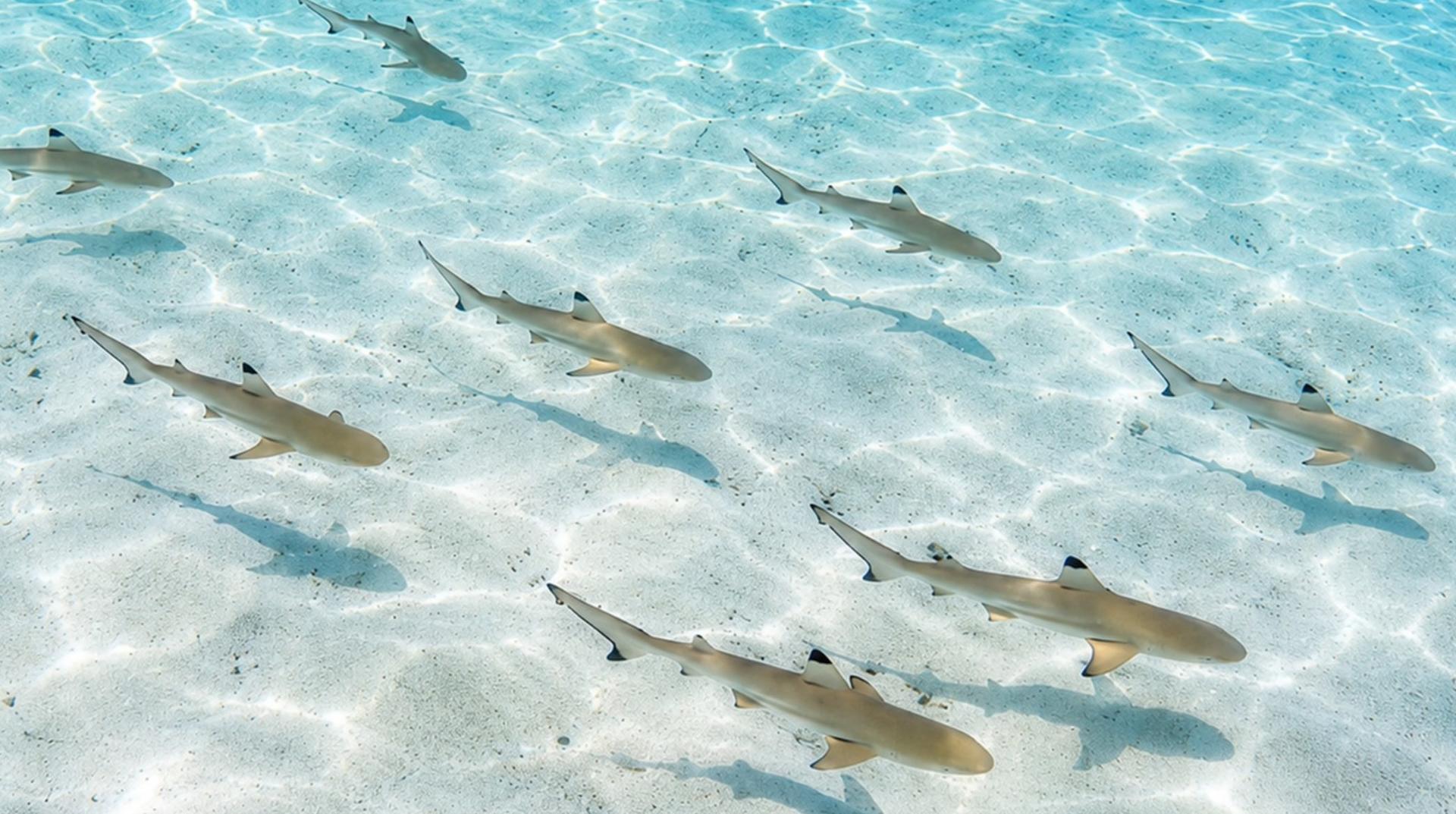 Baby Sharks & Coral Reef Adventure by AYANA Komodo Waecicu Beach - Thumbnail 2