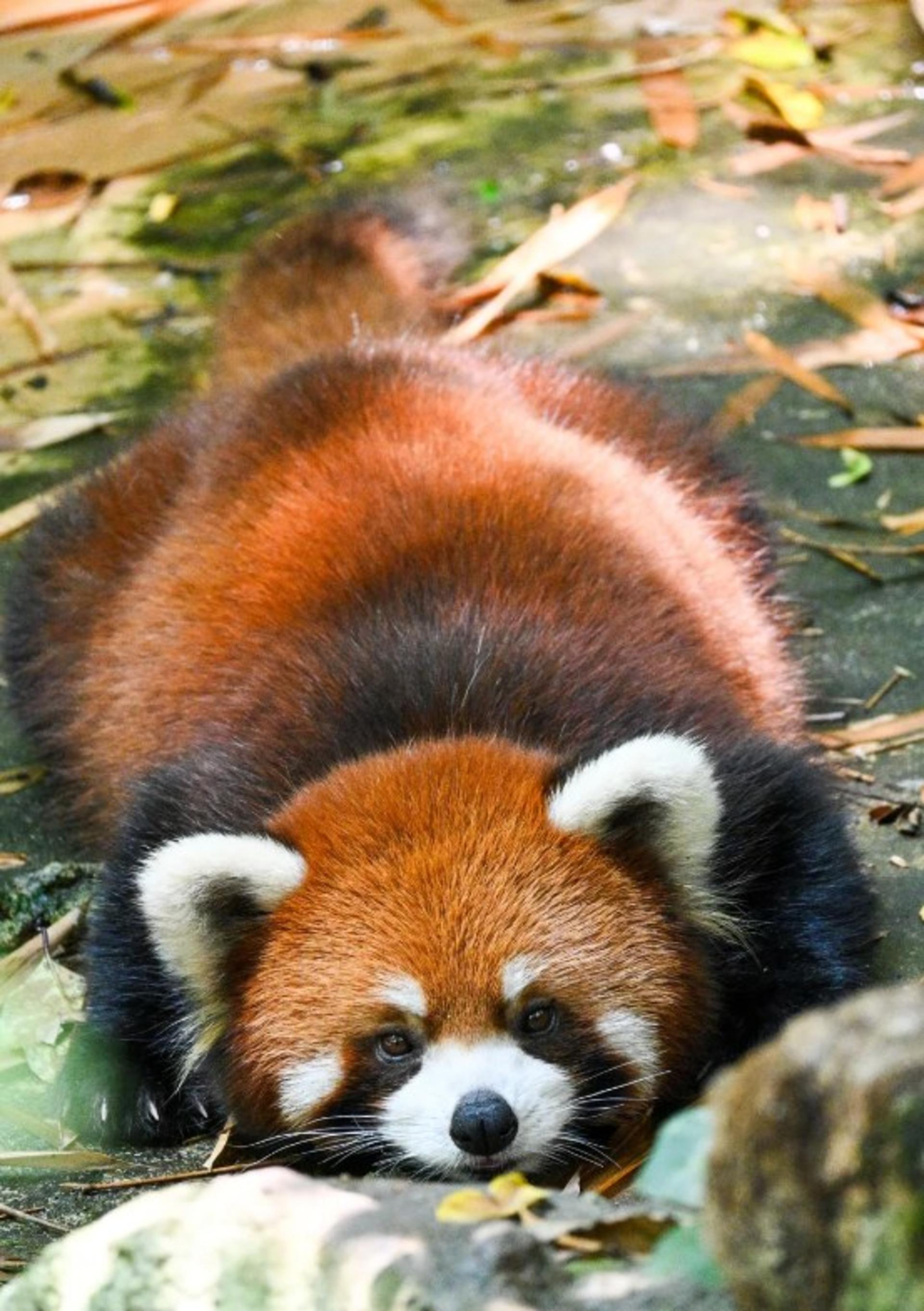 Panda Base & Dujiangyan Full-Day Guided Tour - Thumbnail 6