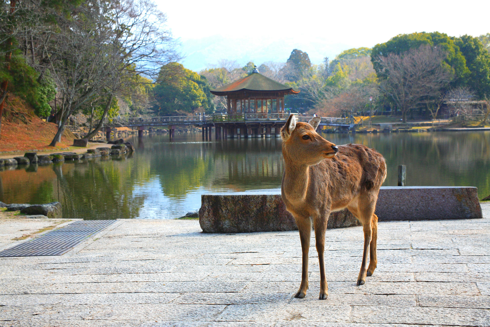 Discover Himeji, Kobe and Nara from Osaka - Thumbnail 2