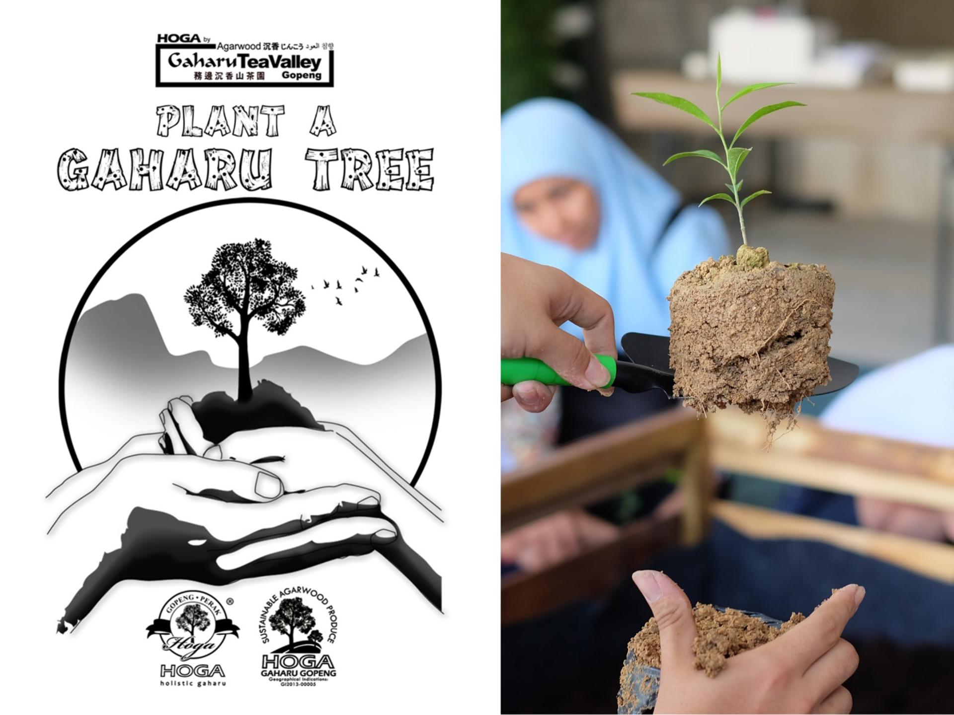 HOGA Gaharu Tea Branch Full-Day Guided Interactive Experience - Thumbnail 6