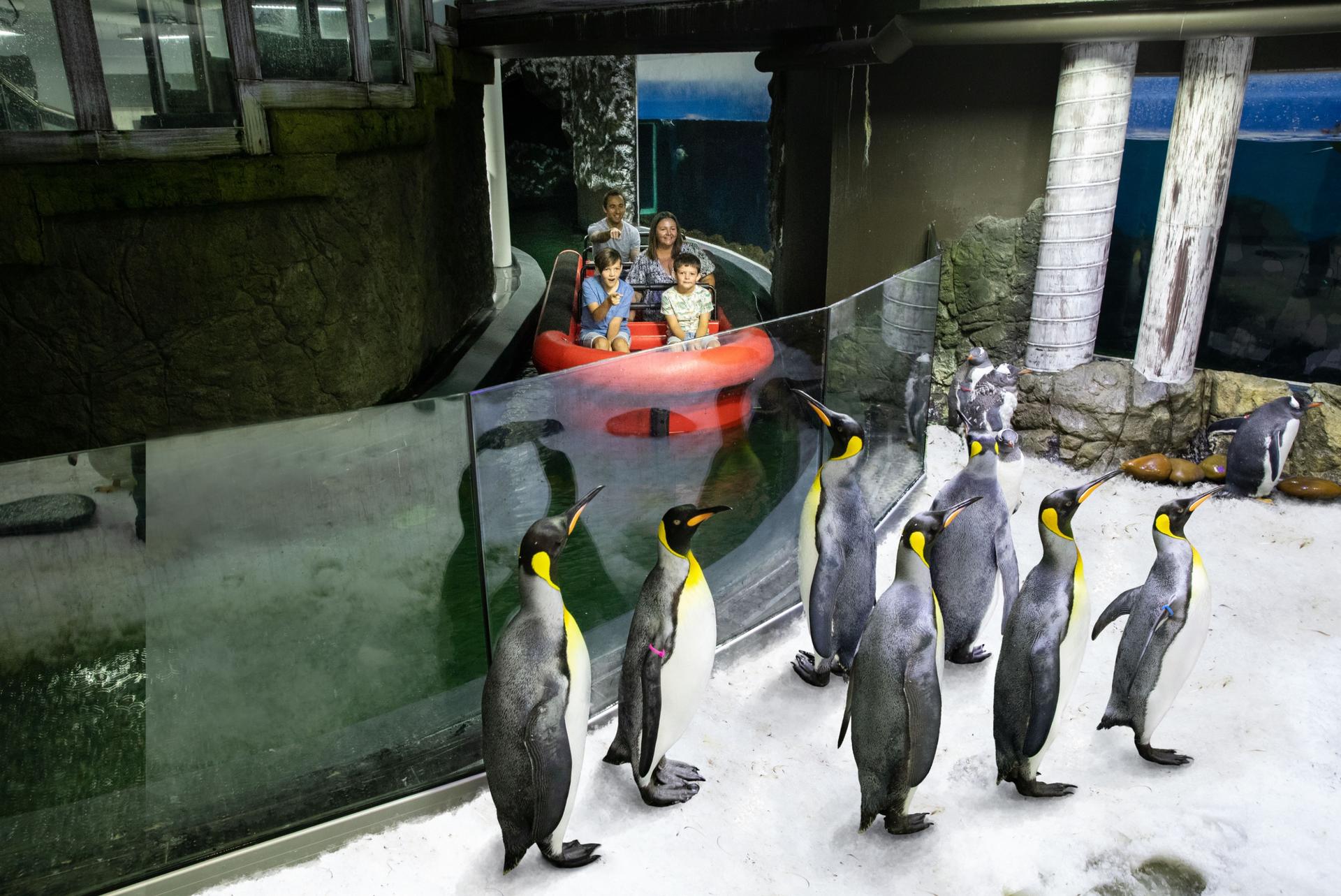 SEA LIFE Sydney Aquarium Ticket - Thumbnail 9