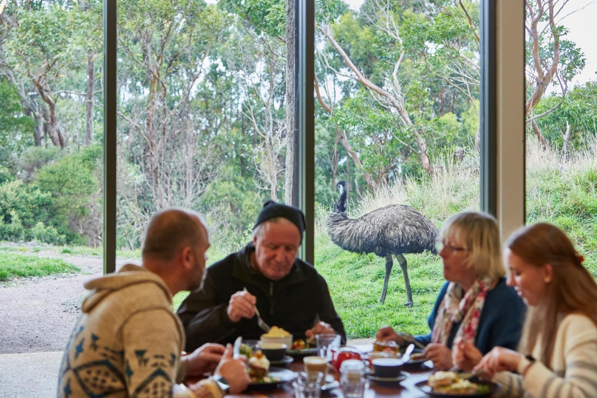 Wildlife Wonders Great Ocean Road   - Thumbnail 8