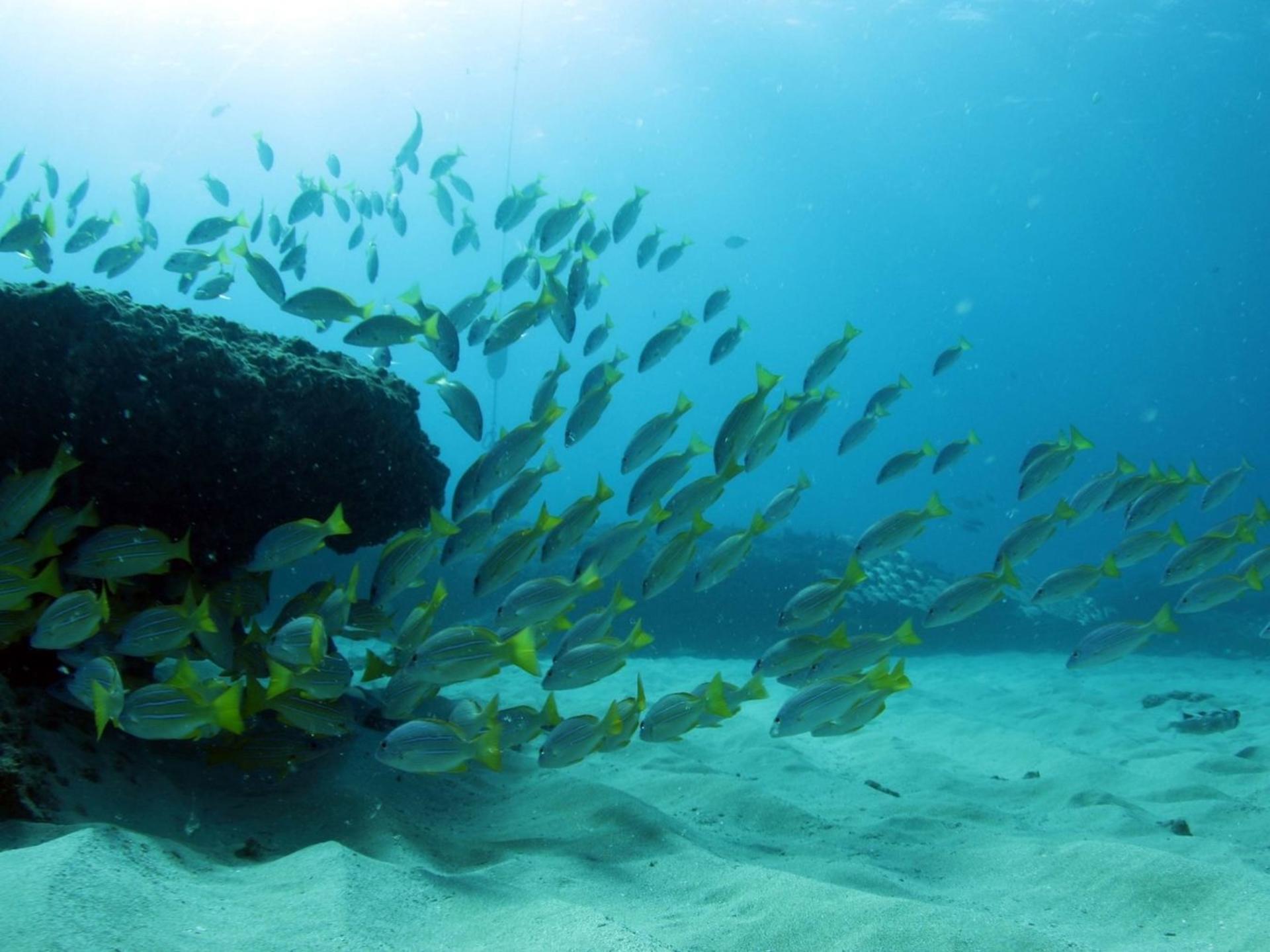 Luxury Afternoon Snorkeling Cruise and Dolphin Watch from Ko Olina - Thumbnail 13