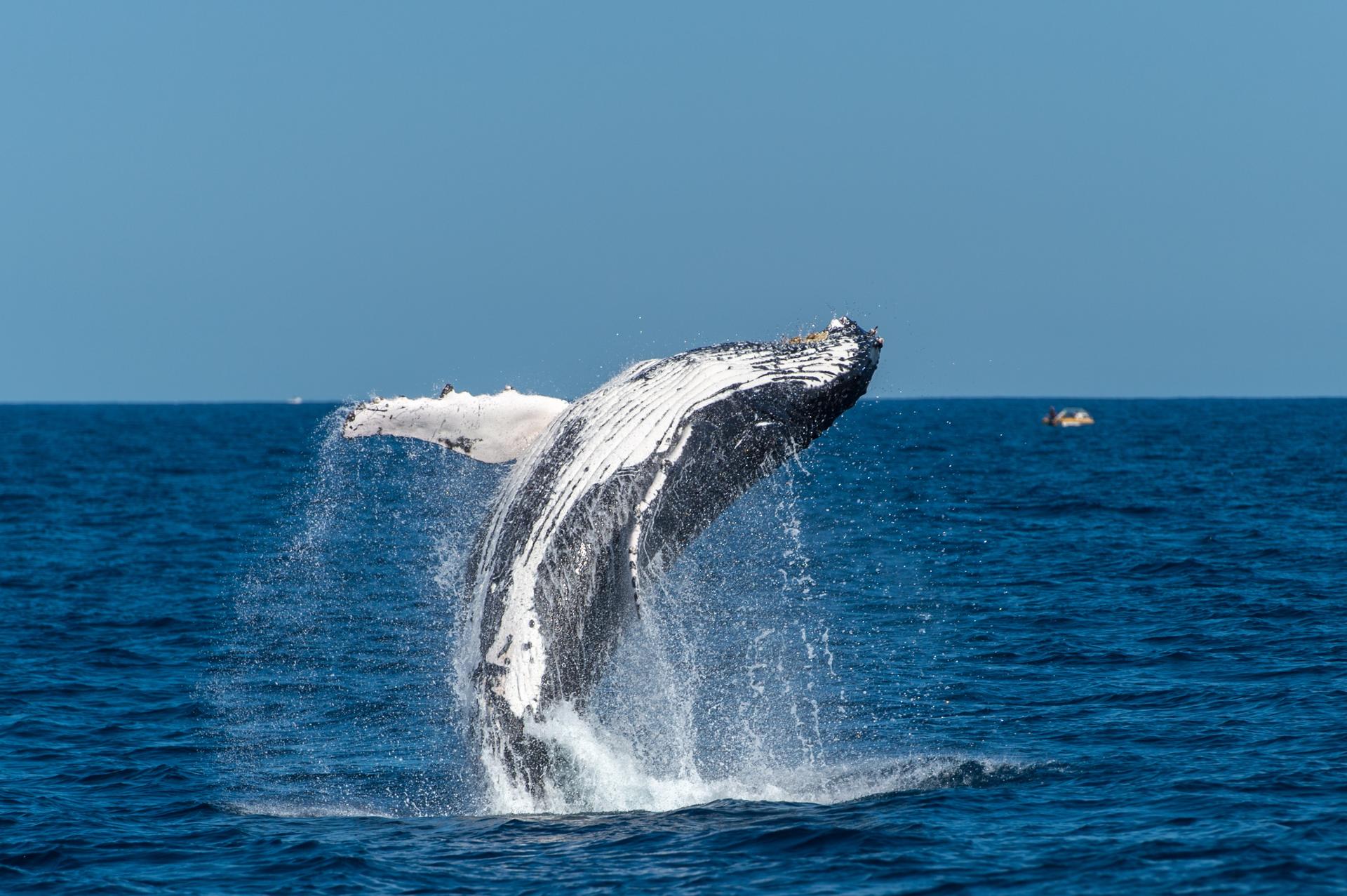Sydney Whale Watching Adventure Cruise - Thumbnail 5