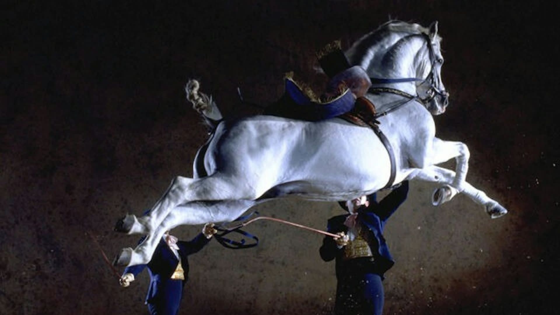 Andalusian horse show ticket in Jerez de la Frontera - Image 1