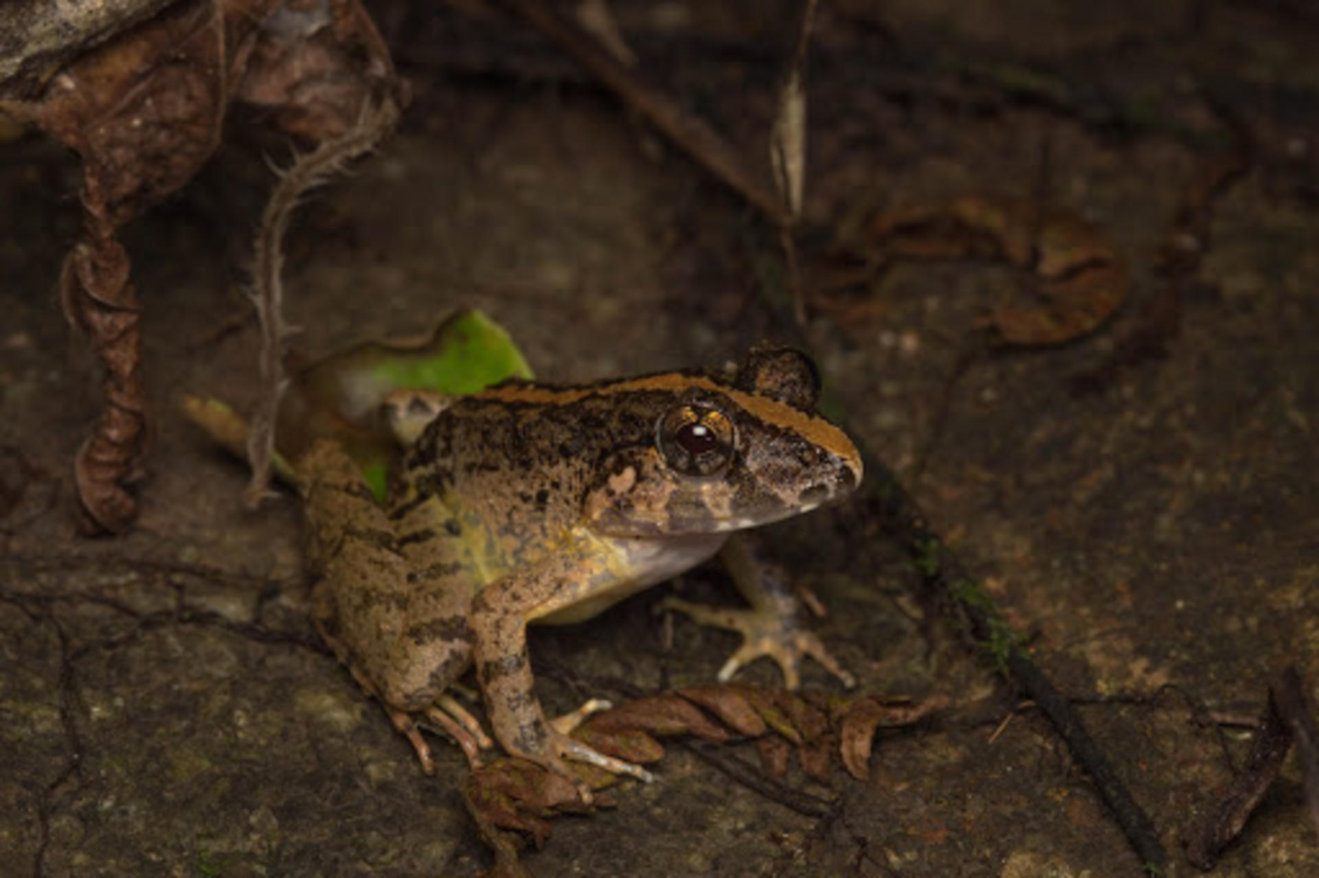 Naturalist Night Adventure by The Untamed Paths - Thumbnail 4