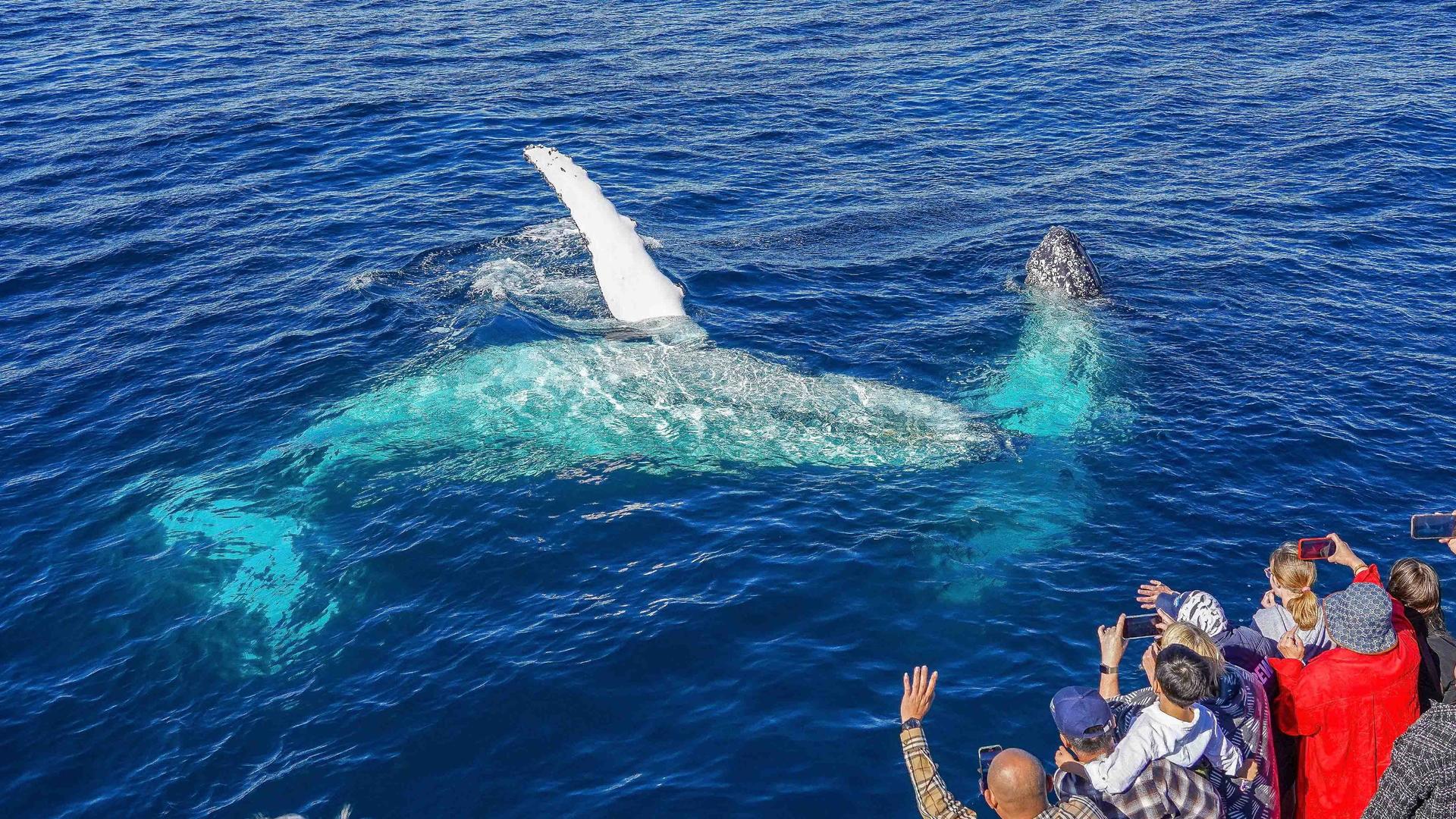 Sea World Whale Watching Cruise - Thumbnail 8