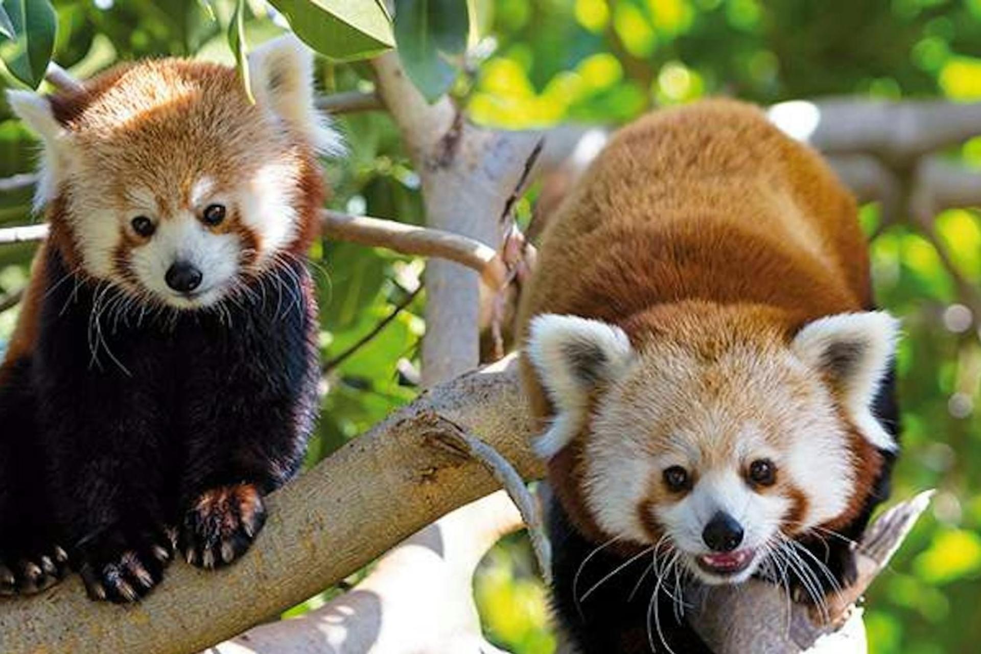 Loro Parque ticket with transfer in Tenerife - Image 1