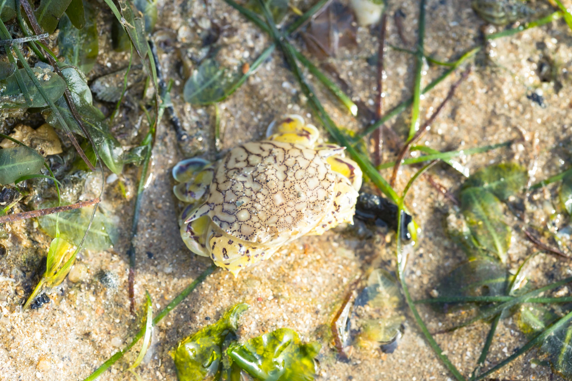 Experiential Intertidal Exploration by The Untamed Paths - Thumbnail 4