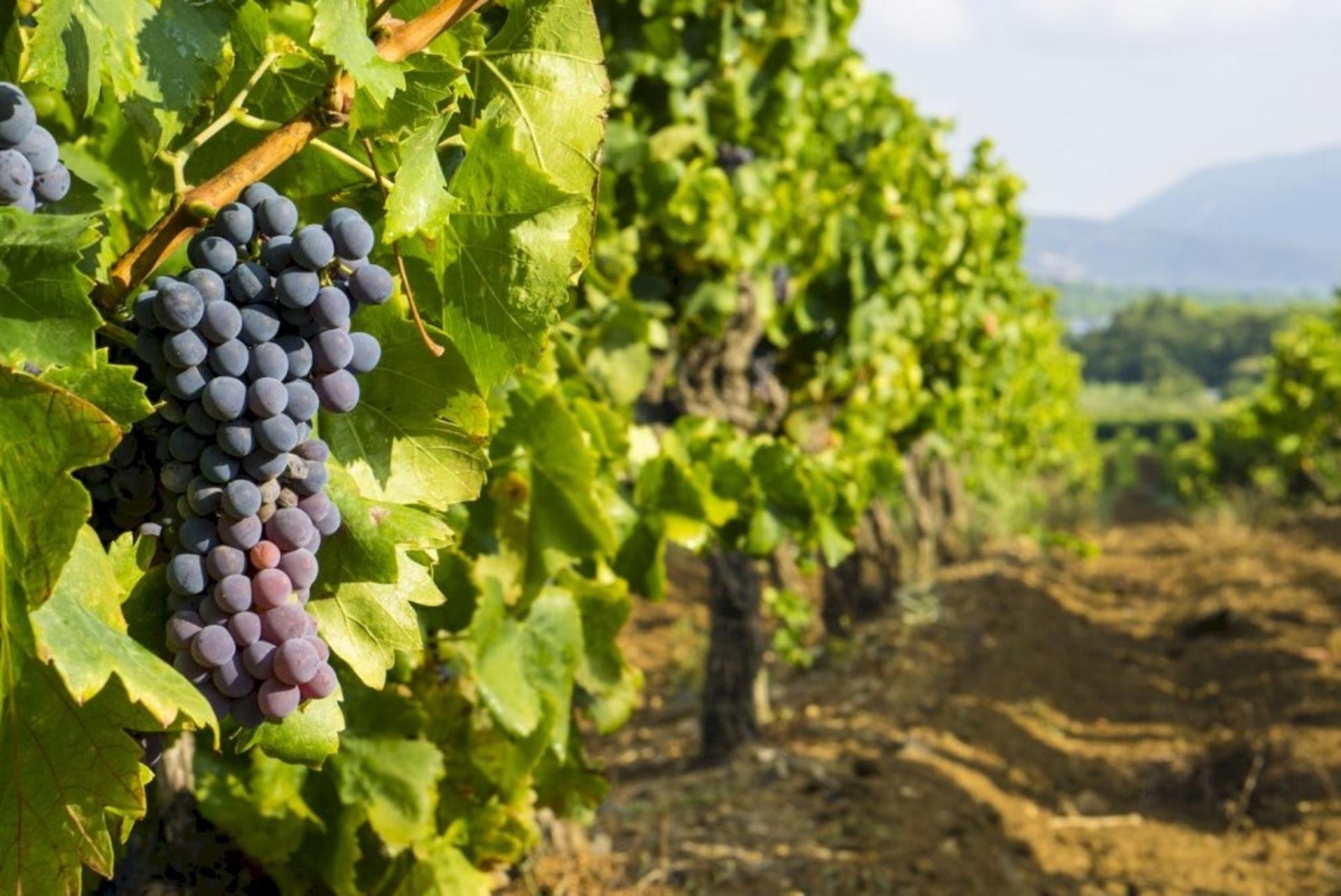 Cassis, Calanques & Provence Wine Day Tour from Aix en Provence - Thumbnail 6