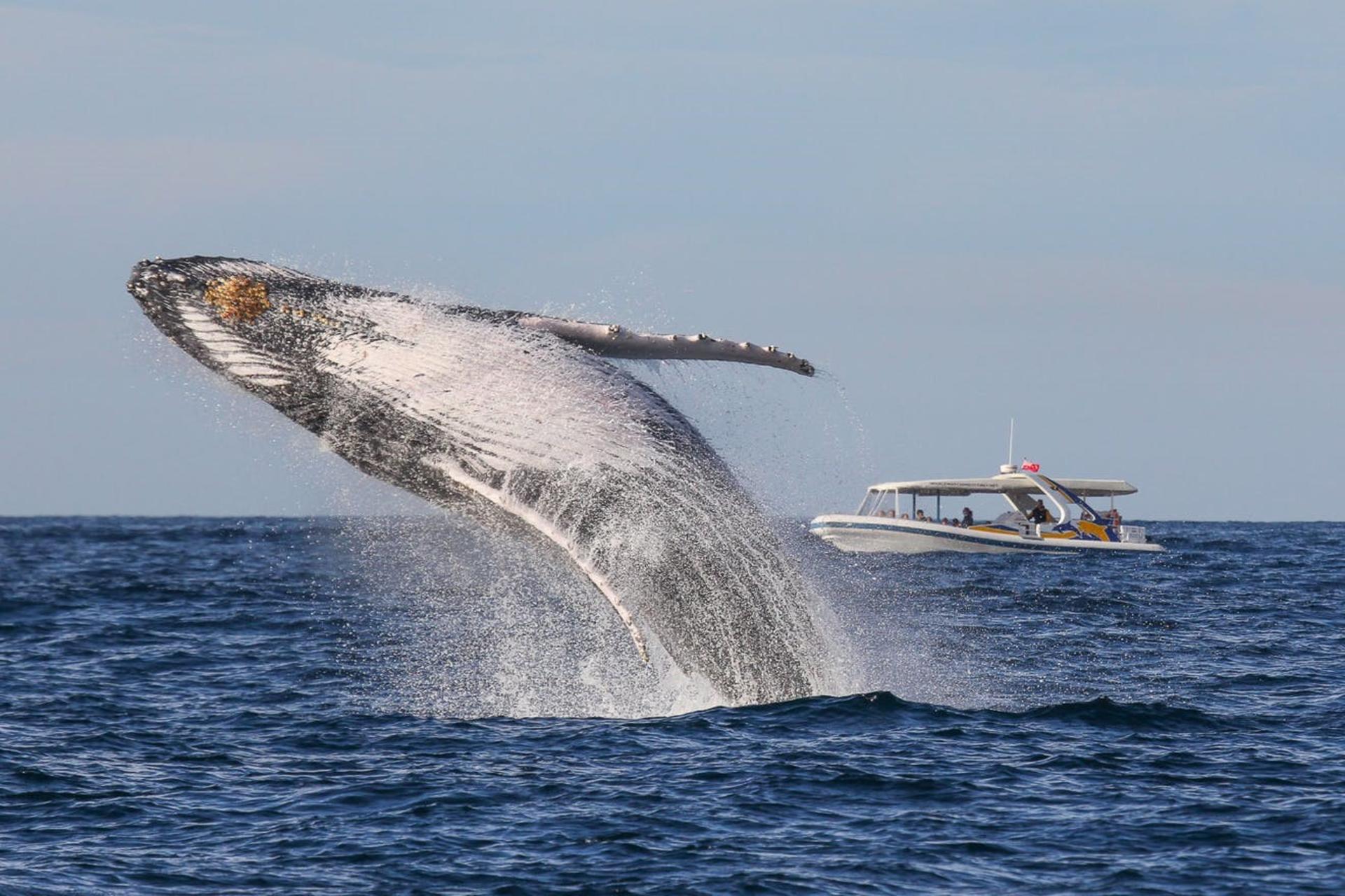 Sydney 2.5-Hour Adventure Whale Watching Cruise - Thumbnail 5