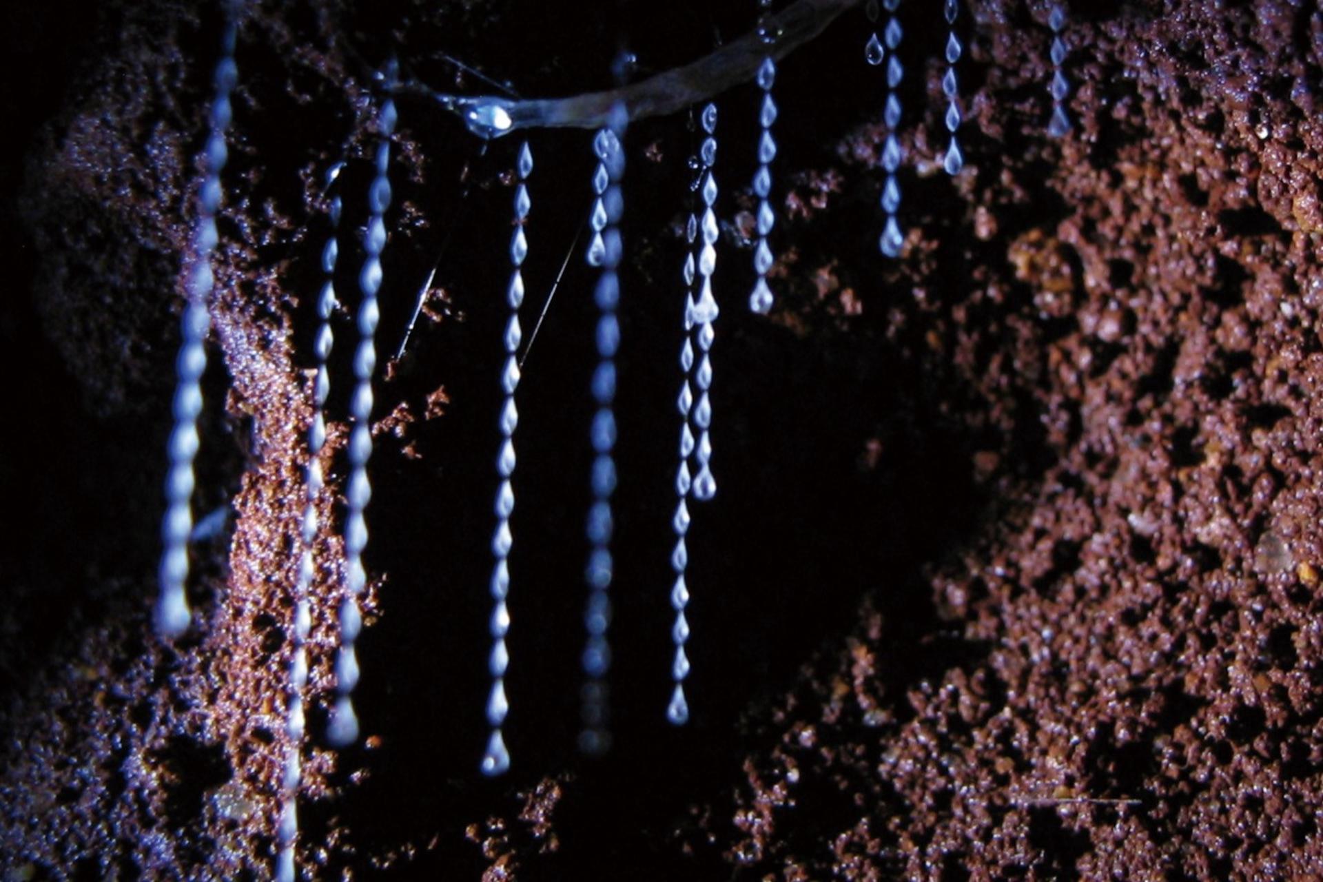Natural Bridge Springbrook National Park Glow Worm Night Tour - Thumbnail 5