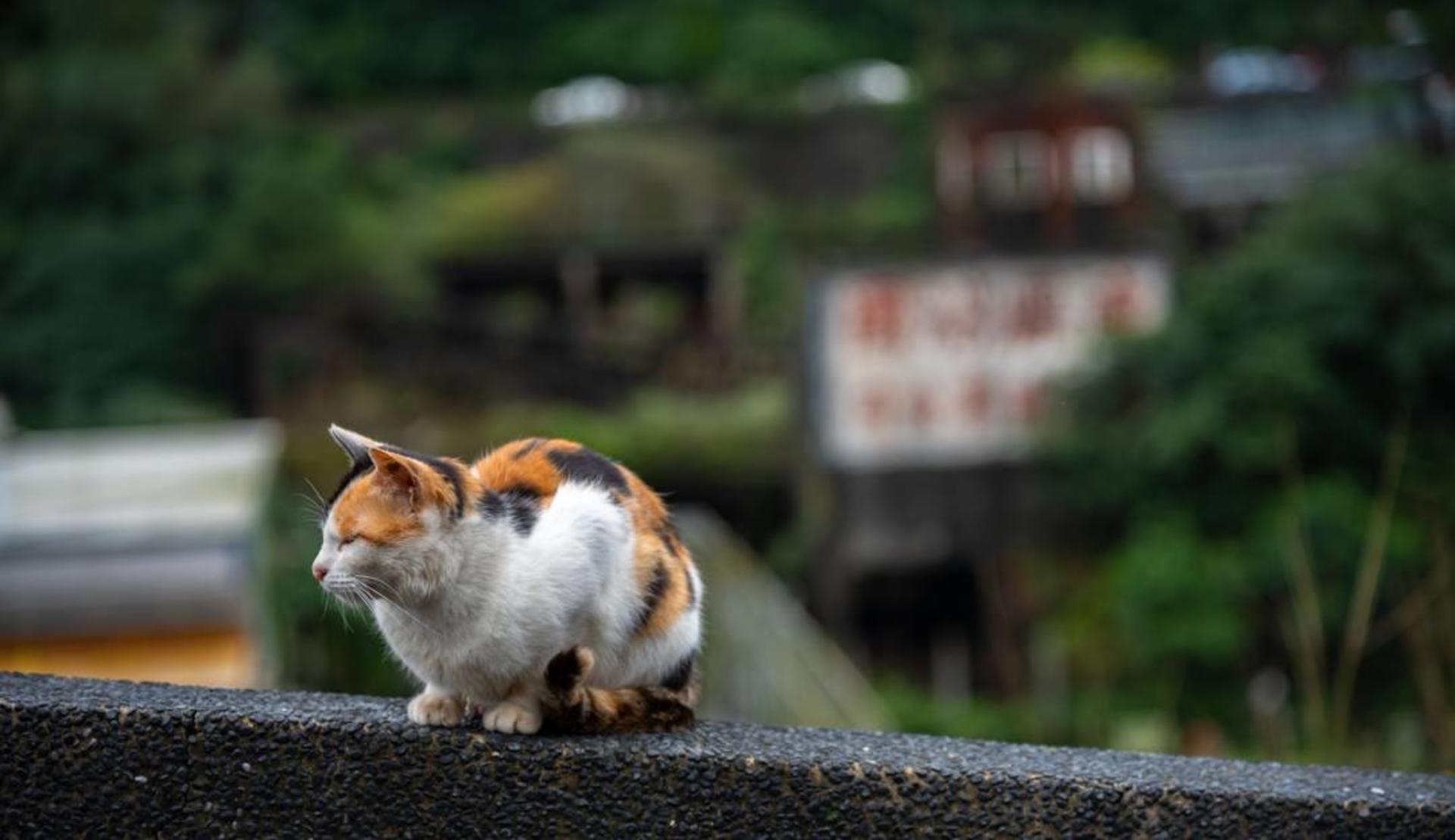 Taipei Half-Day Private Jiufen & Cat Village Tour - Image 1