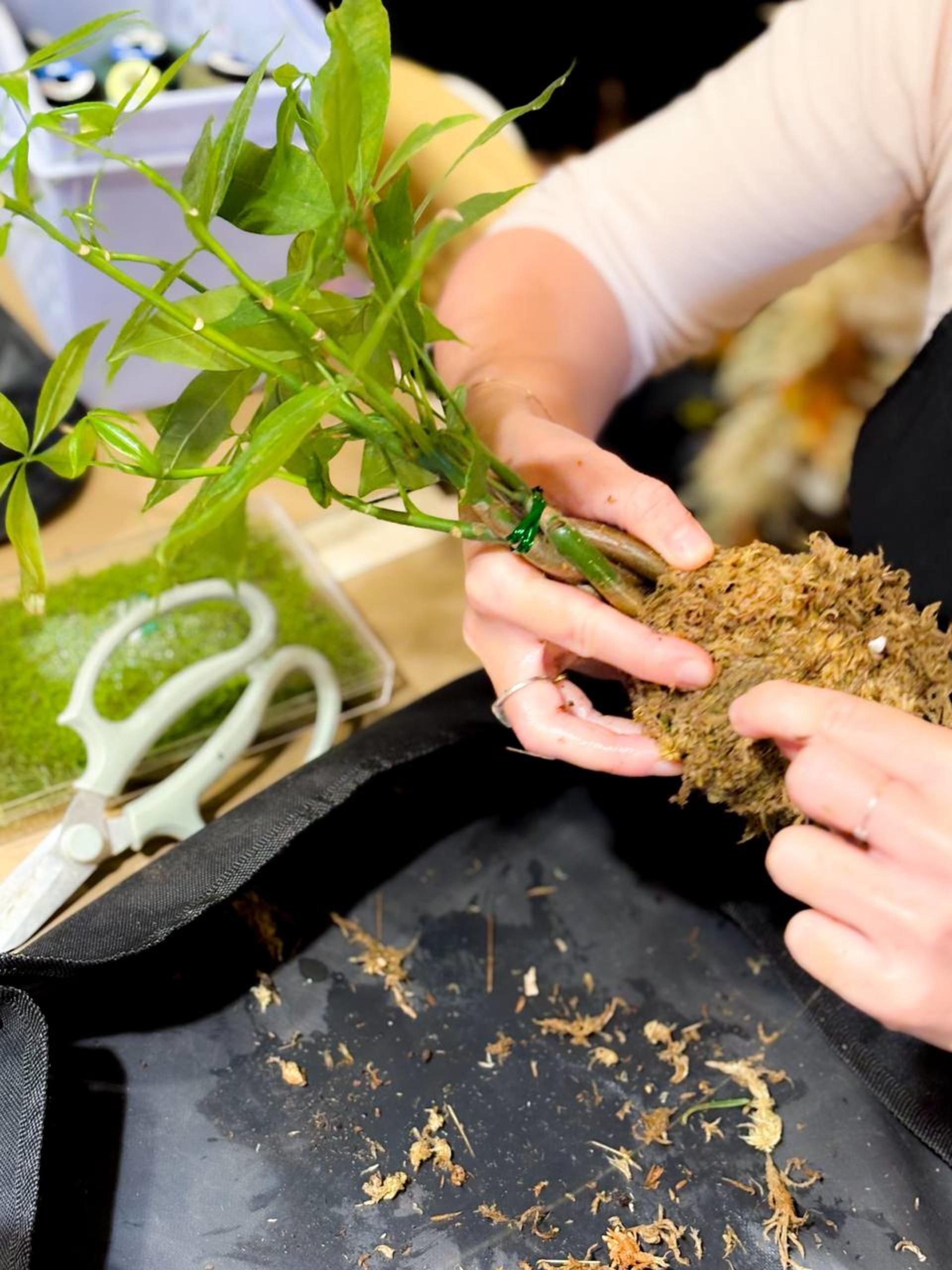 Kokedama Workshop - Thumbnail 33