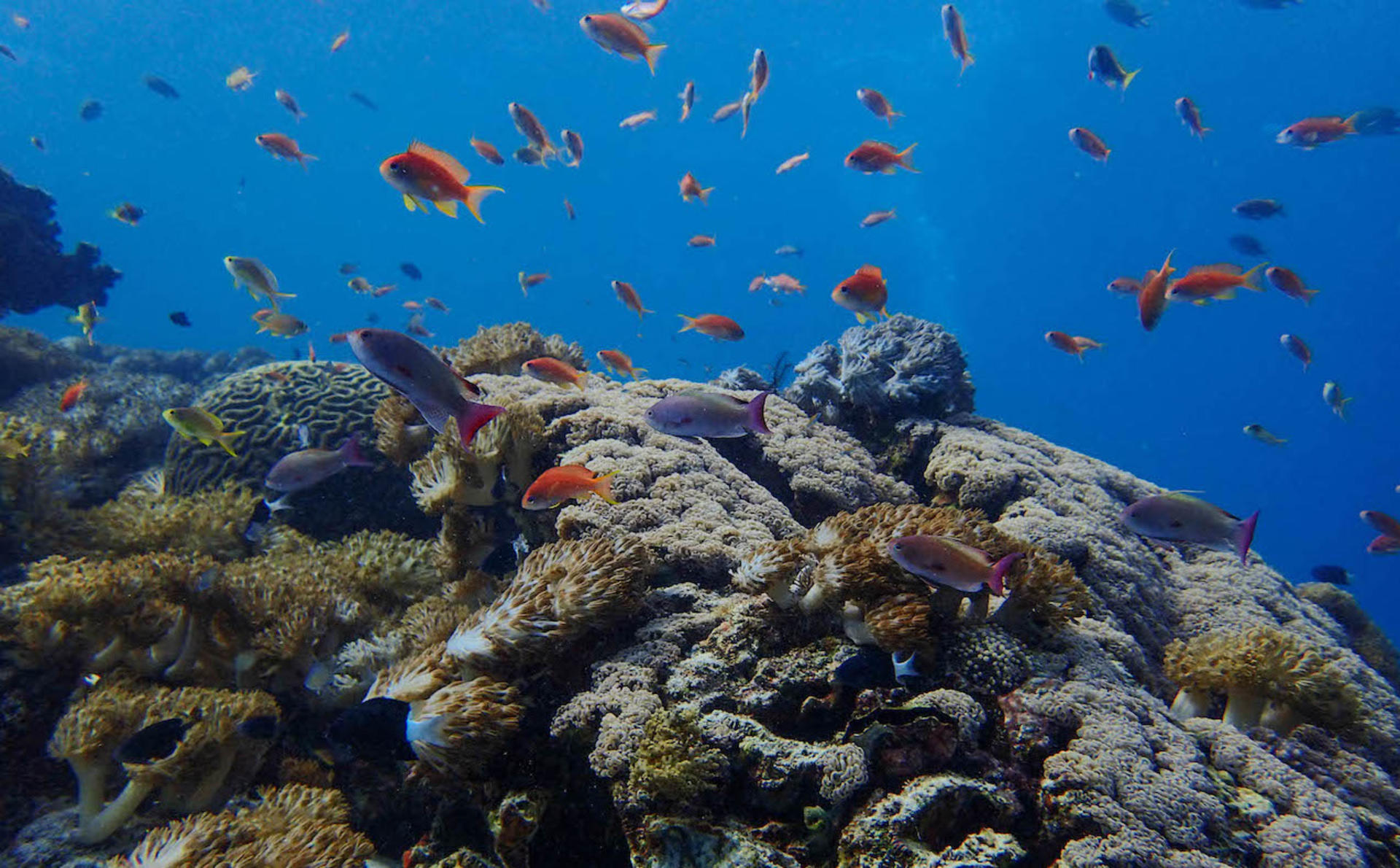 Aquatic Beginnings: Open Water Diver in Komodo with PADI 5* Center - Thumbnail 21