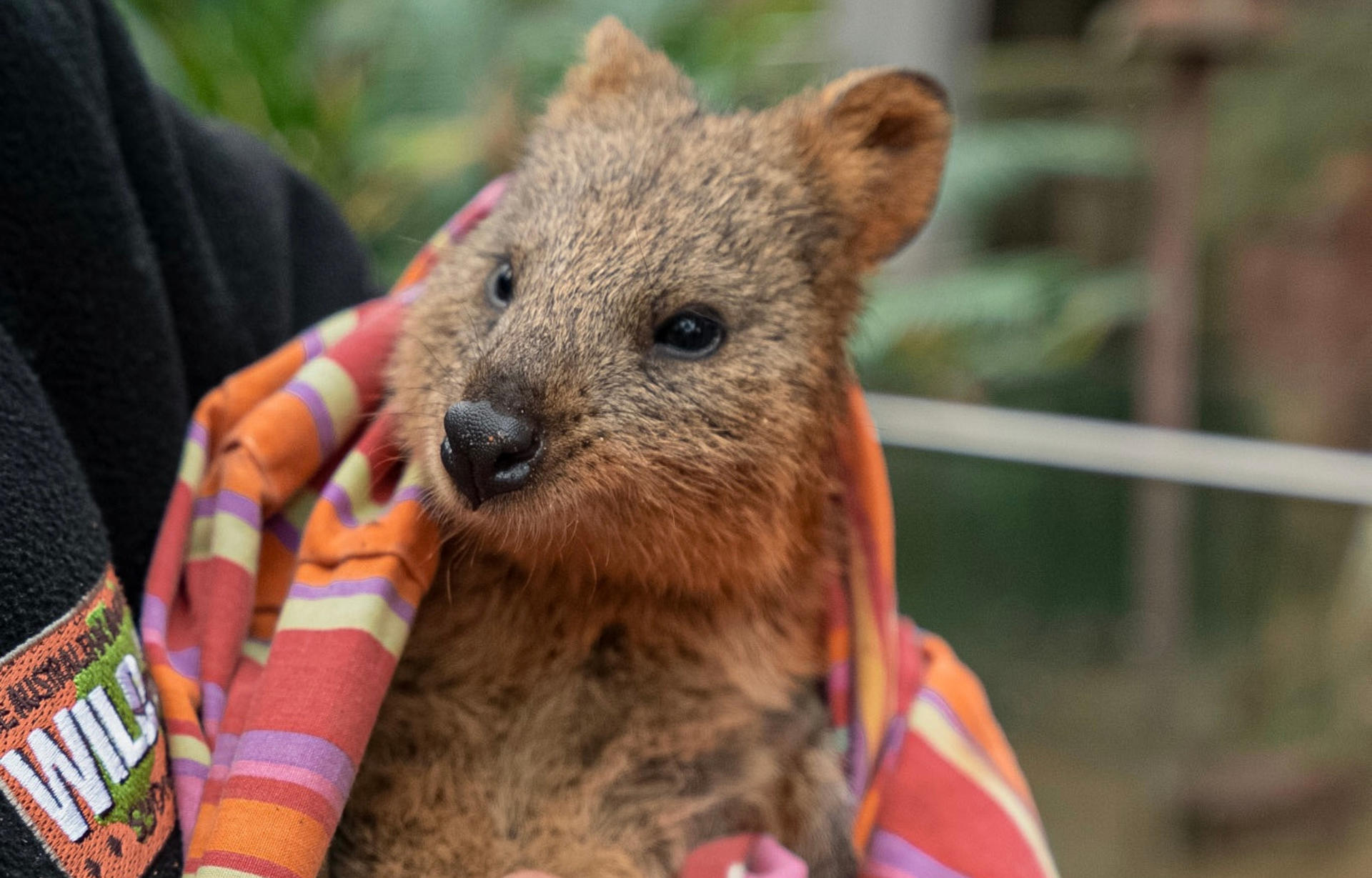 WILD LIFE Sydney Zoo Ticket - Thumbnail 6