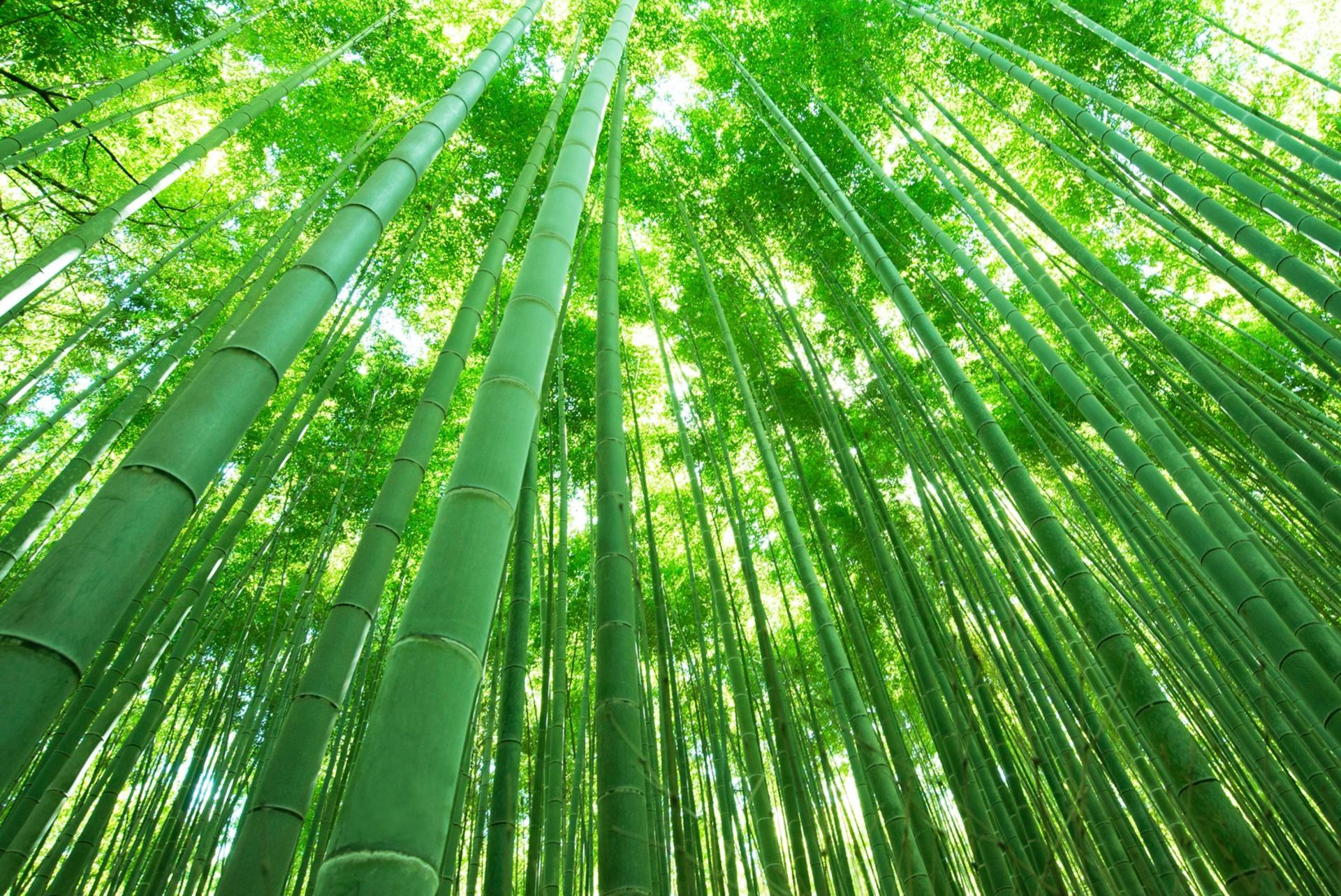 Kyoto Arashiyama Walking Tour: Sagano Bamboo Grove & Tenryu-ji - Thumbnail 2
