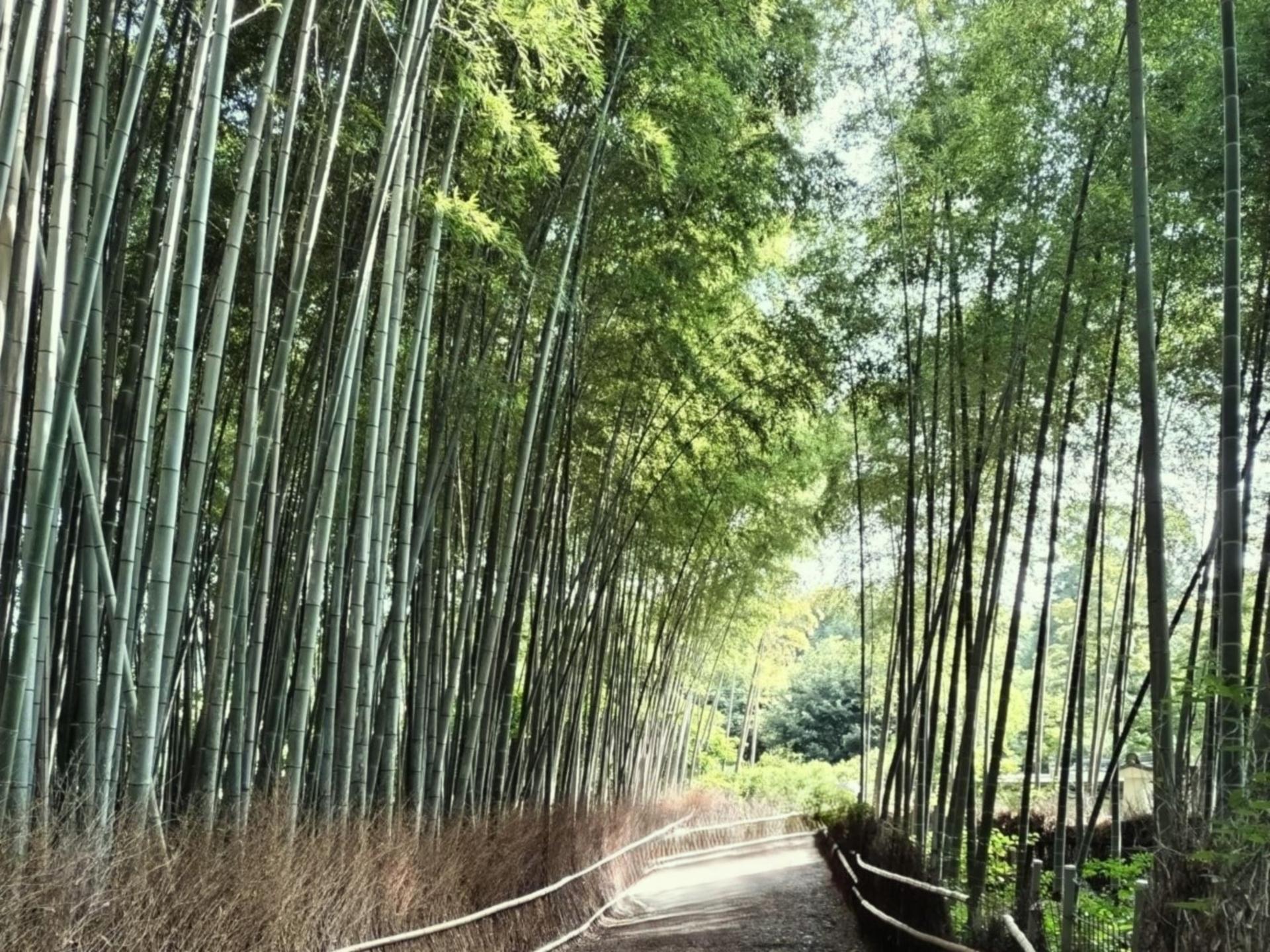 Kyoto Arashiyama Walking Tour: Sagano Bamboo Grove & Tenryu-ji - Thumbnail 6