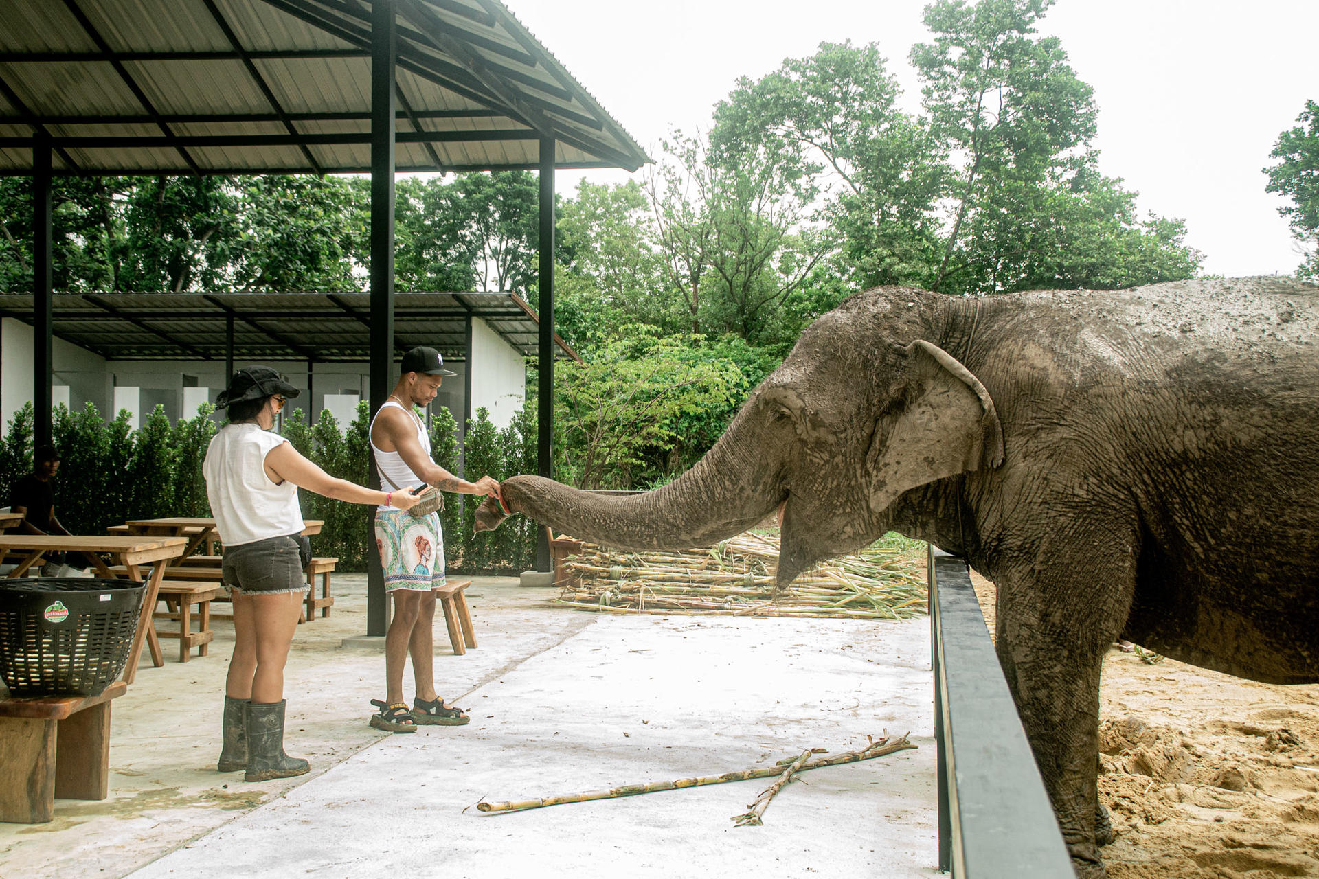 Love Elephant Sanctuary Bangkok Experience - Thumbnail 7