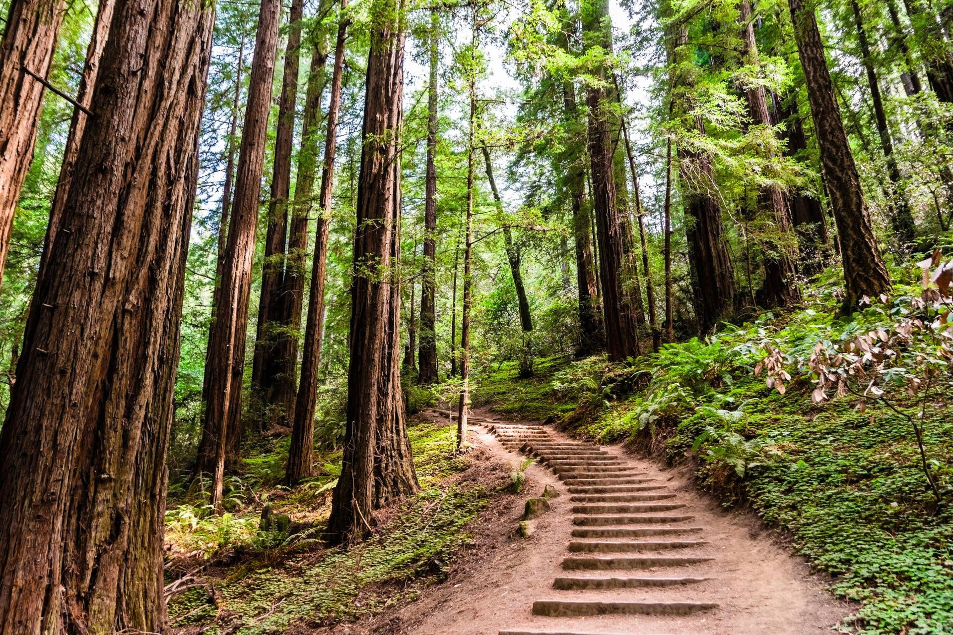 Muir Woods and California Wine Country Tour from San Francisco - Thumbnail 8