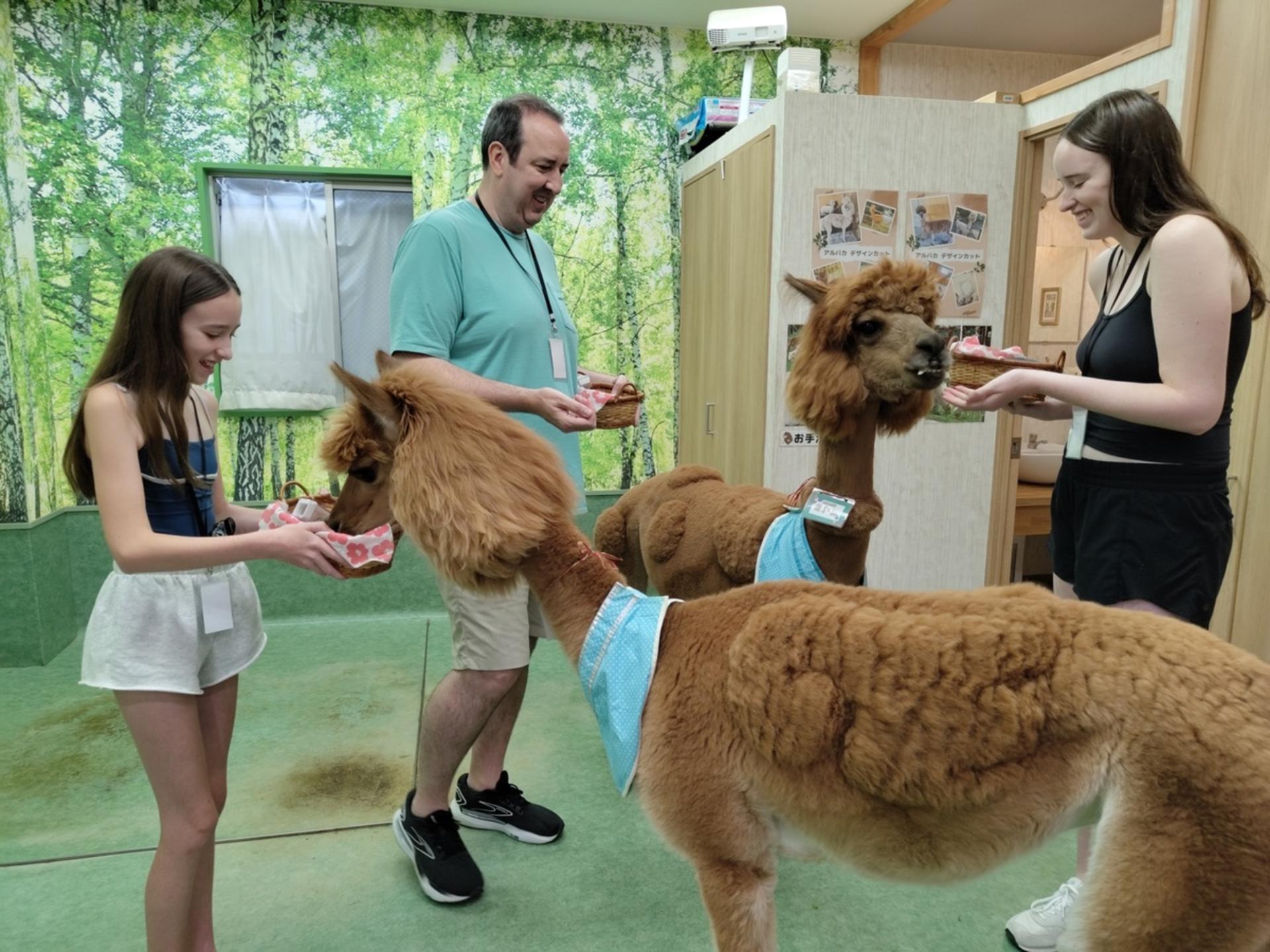 Alpaca Petting Experience in Tokyo【Alpaca Petting Park】 - Thumbnail 2