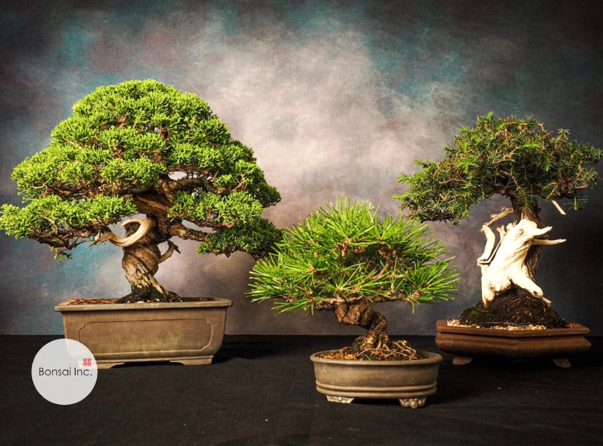 Bonsai Workshop - Image 1