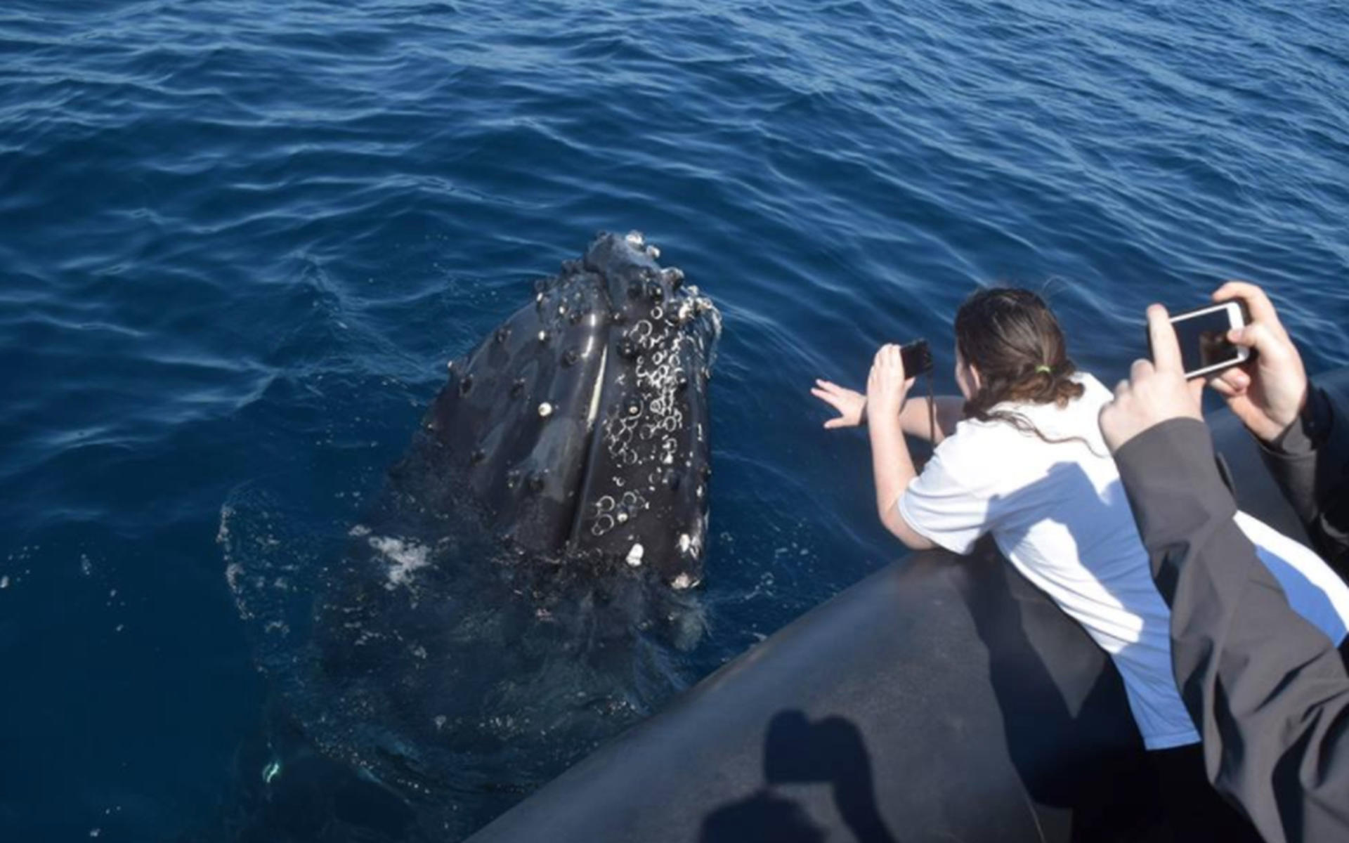 Whale Watching in Circular Quay - Thumbnail 3