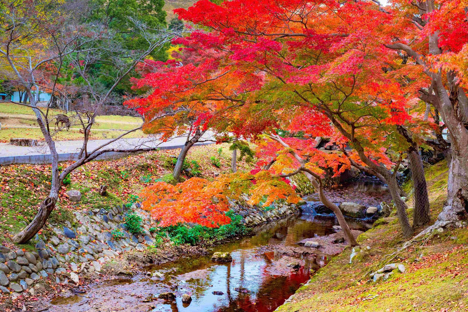 Kyoto Arashiyama Fushimi Inari and Nara Deer Day Tour - Thumbnail 47